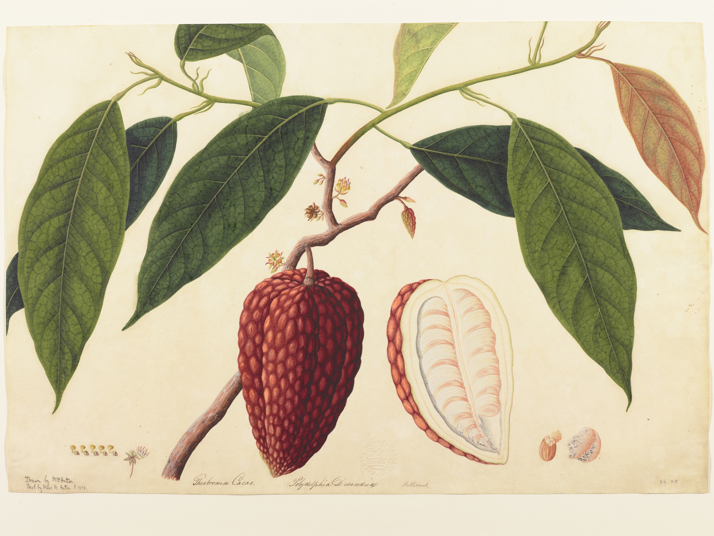 A detailed illustration of a cacao plant shows the elongated leaves and a dissected pod hung from the stem. The artist has also shown the inside of the pod, containing the famous cacao beans. 