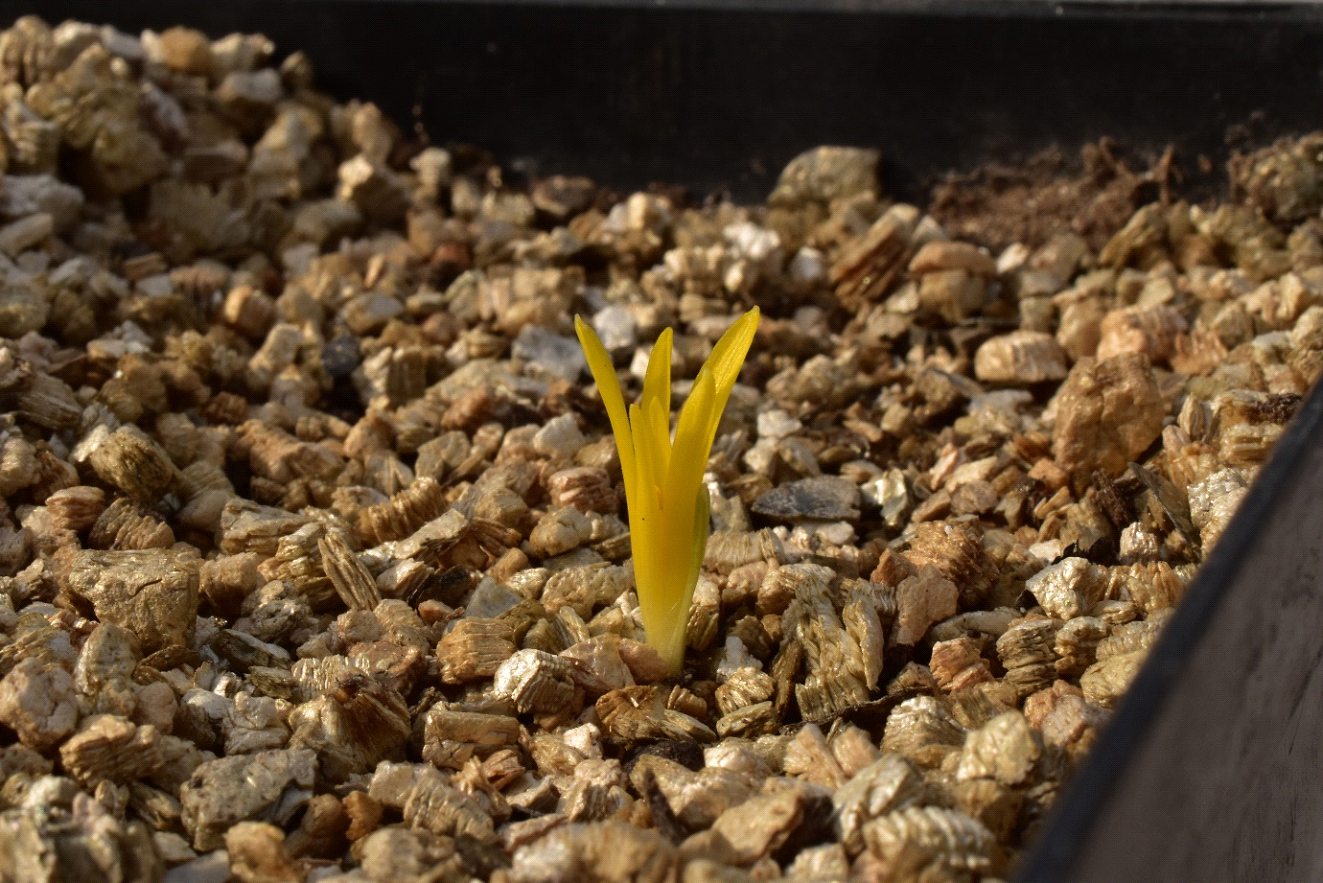 A small plant shoot is emerging from a ground layer of bark chippings