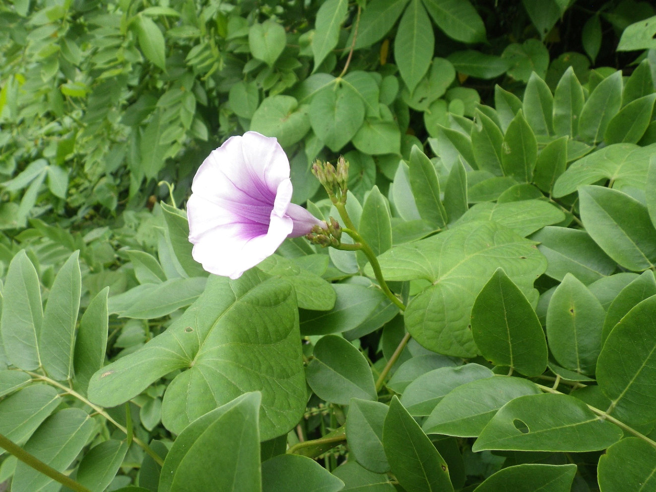 Among a sea of dense green leaves, a large bell shaped flower of the plant emerges, towering above the leafage.