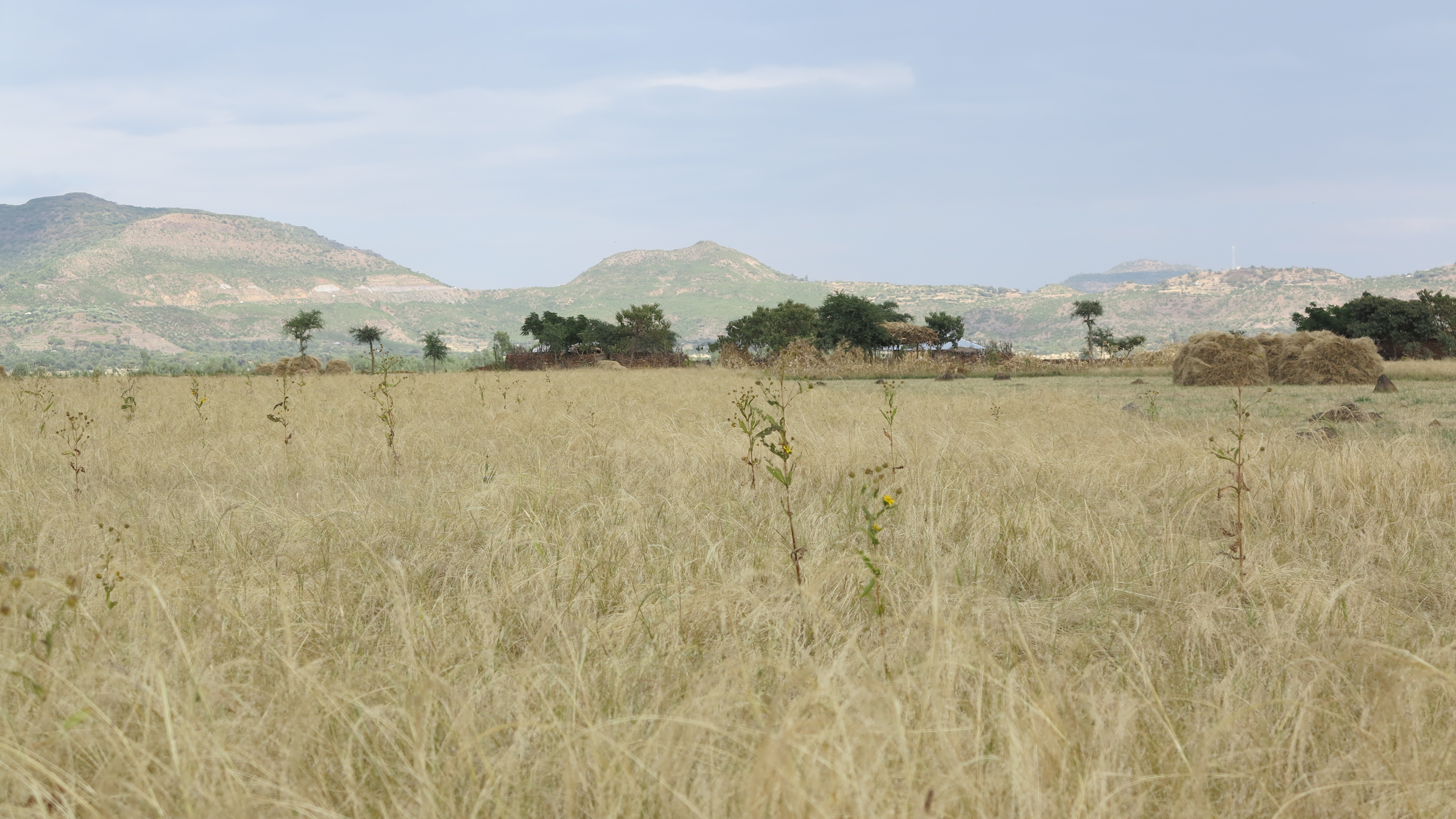 A field landscape in Ethiopia
