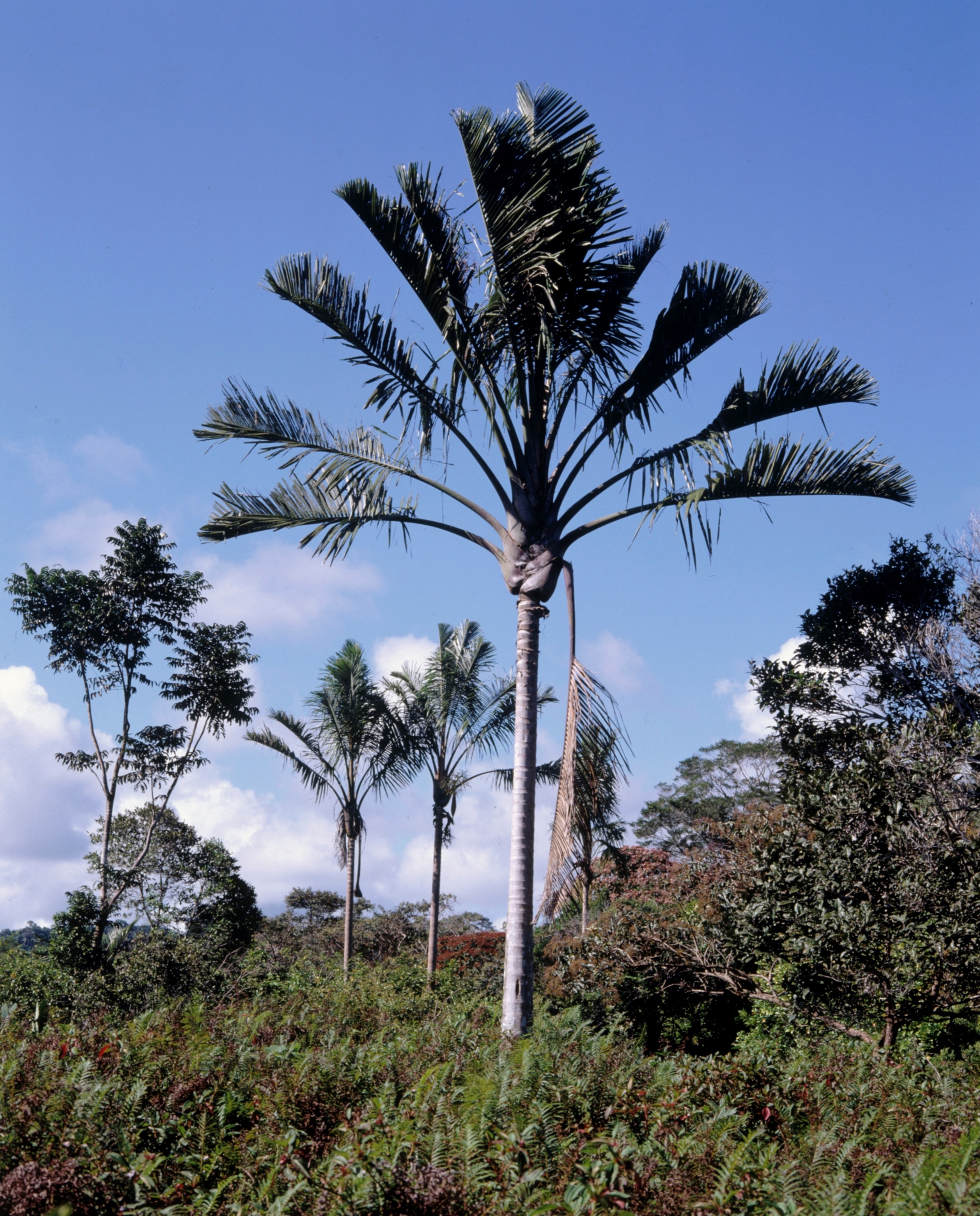A palm tree emerges from a green landscape of shrub, spreading its arms over a 180 degree arc