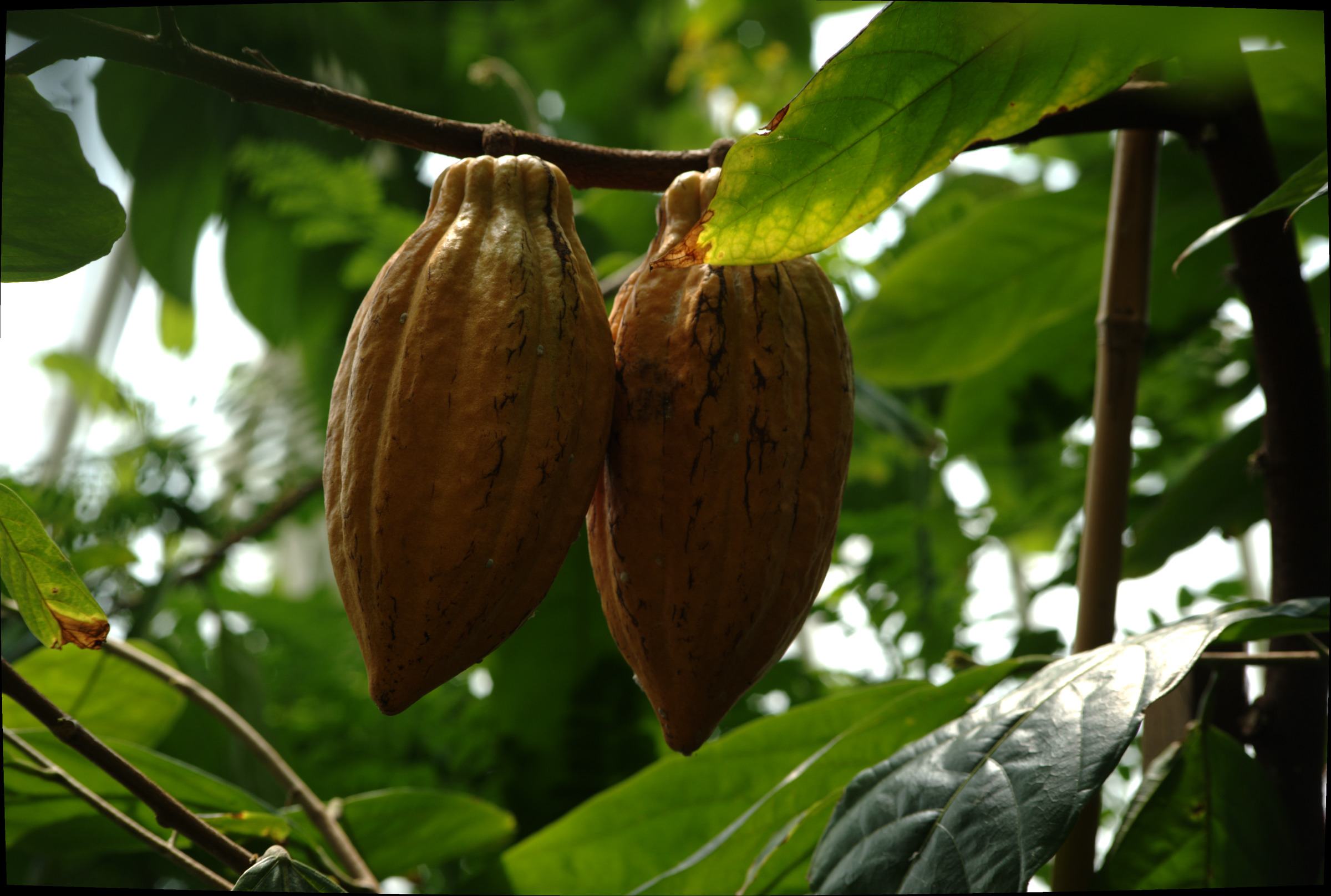 Oval shaped cacao beans hang from a stem. Their textured surface contains a series of divets that run from the top to the bottom of the pod.