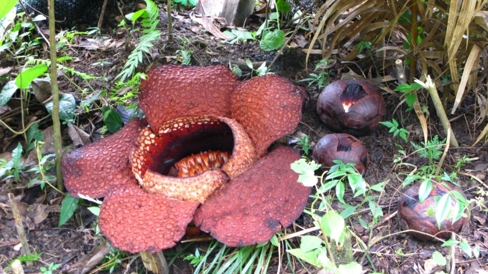 A large red flower on a rainforest floor alongside maroon coloured buds
