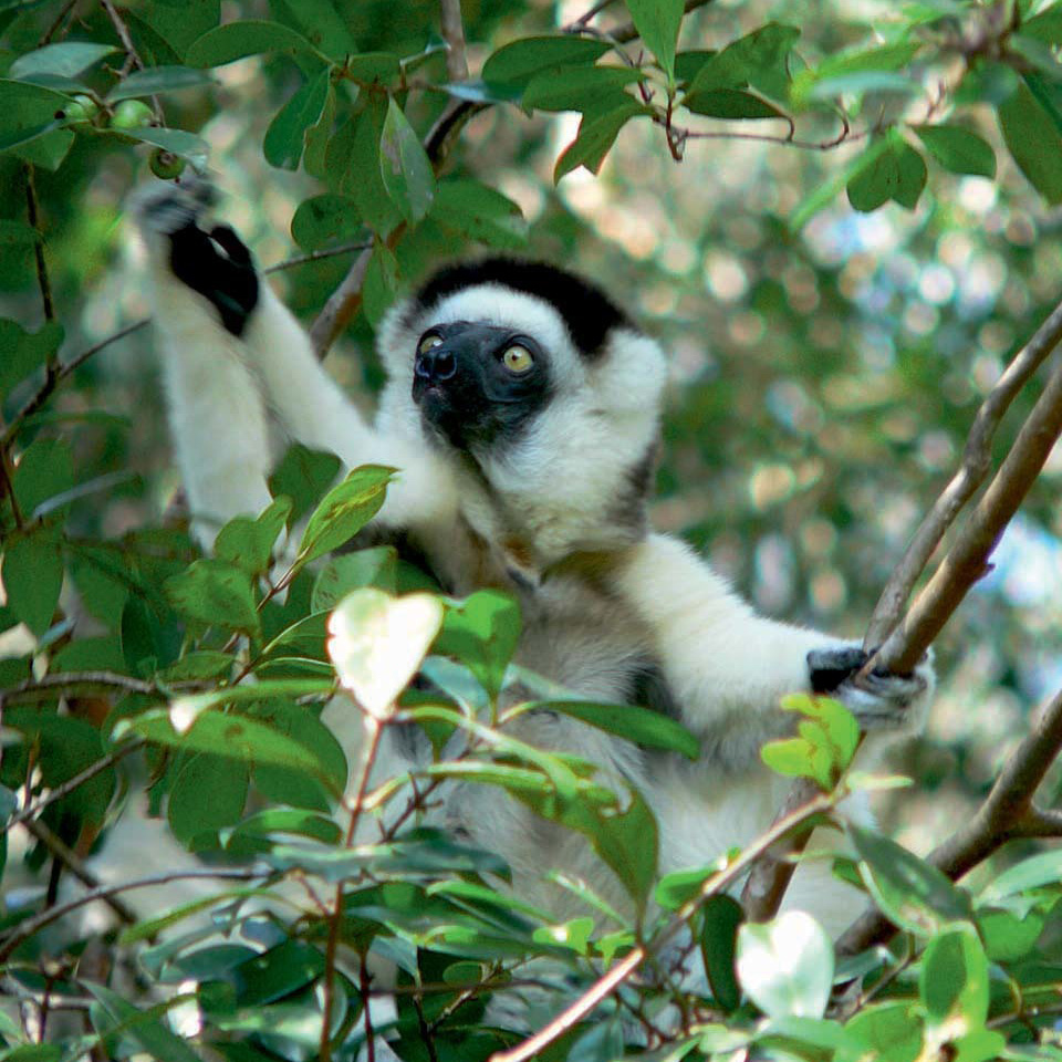 A sifaka lemur is sat amongst the leaves of a tree