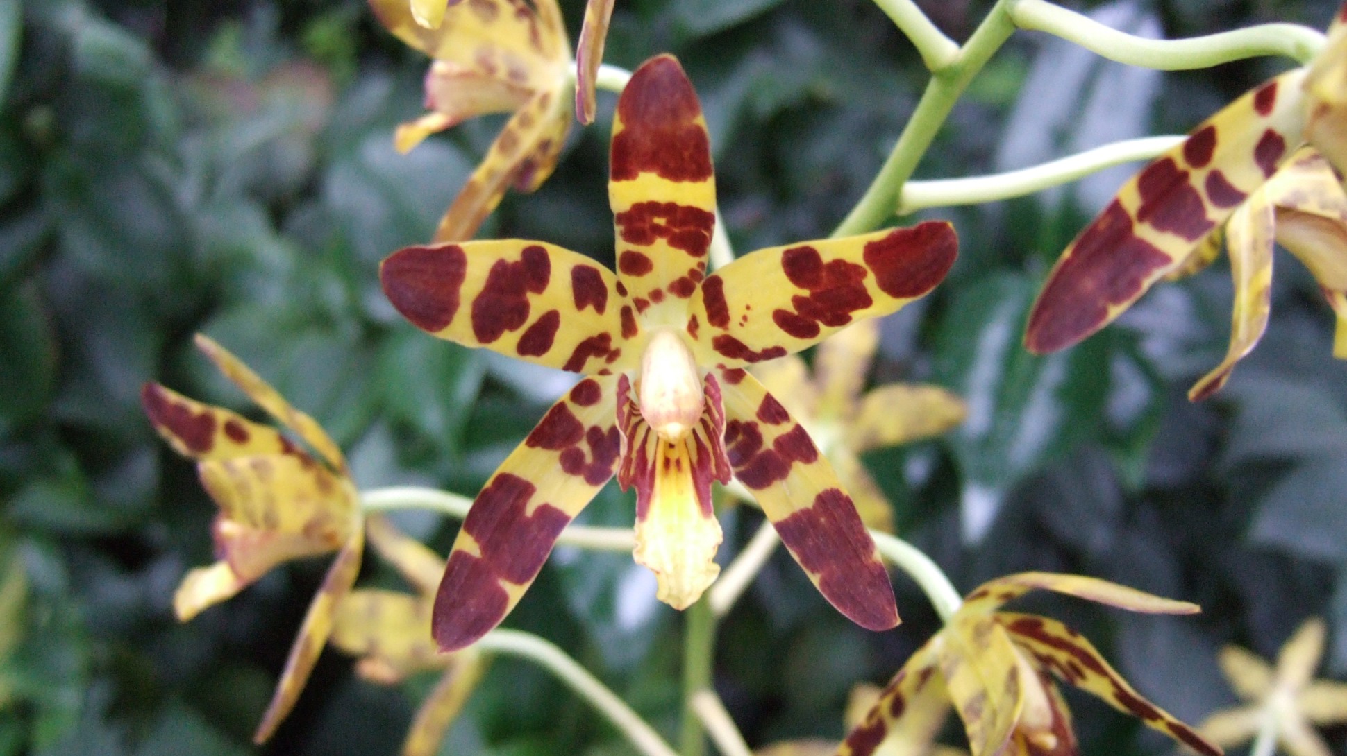 A yellow and brown spotted leopard orchid flower