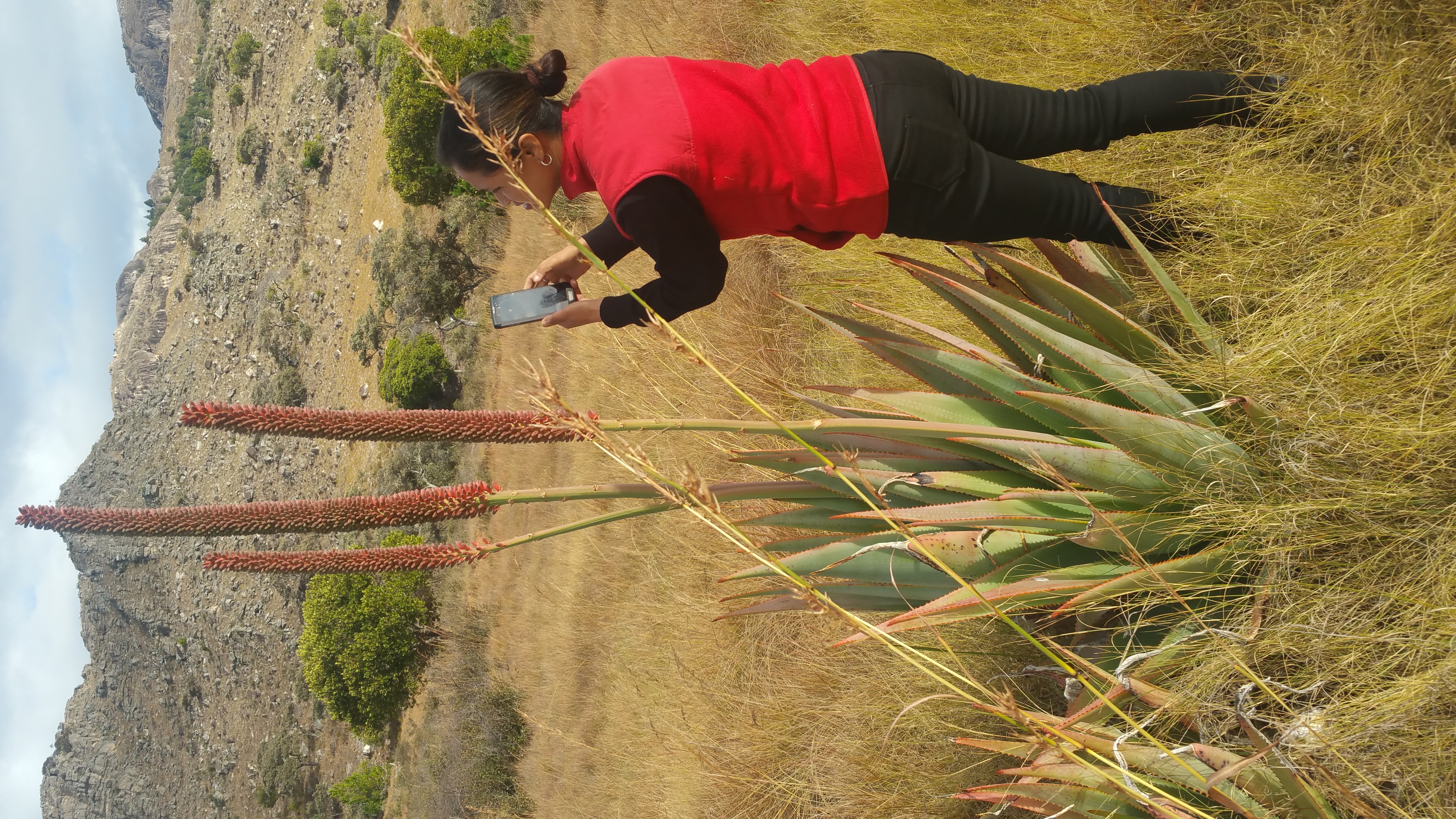 An observer is taking photographs of a tall plant whose leaves are at ground level, but whose enormous flower nodules rise out on long stems to head height. 