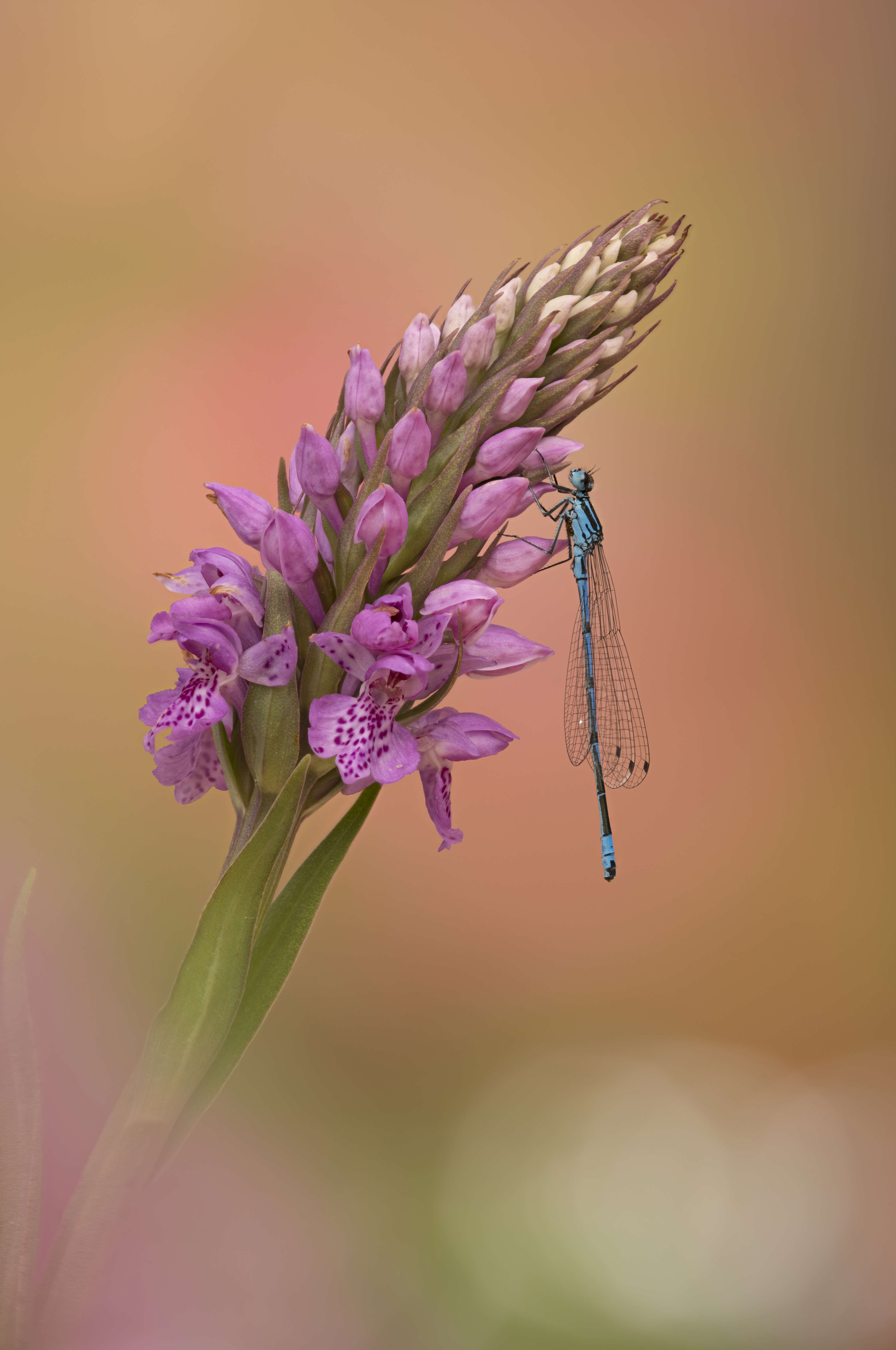 Shot of a blue dragonfly on a purple speckled orchid