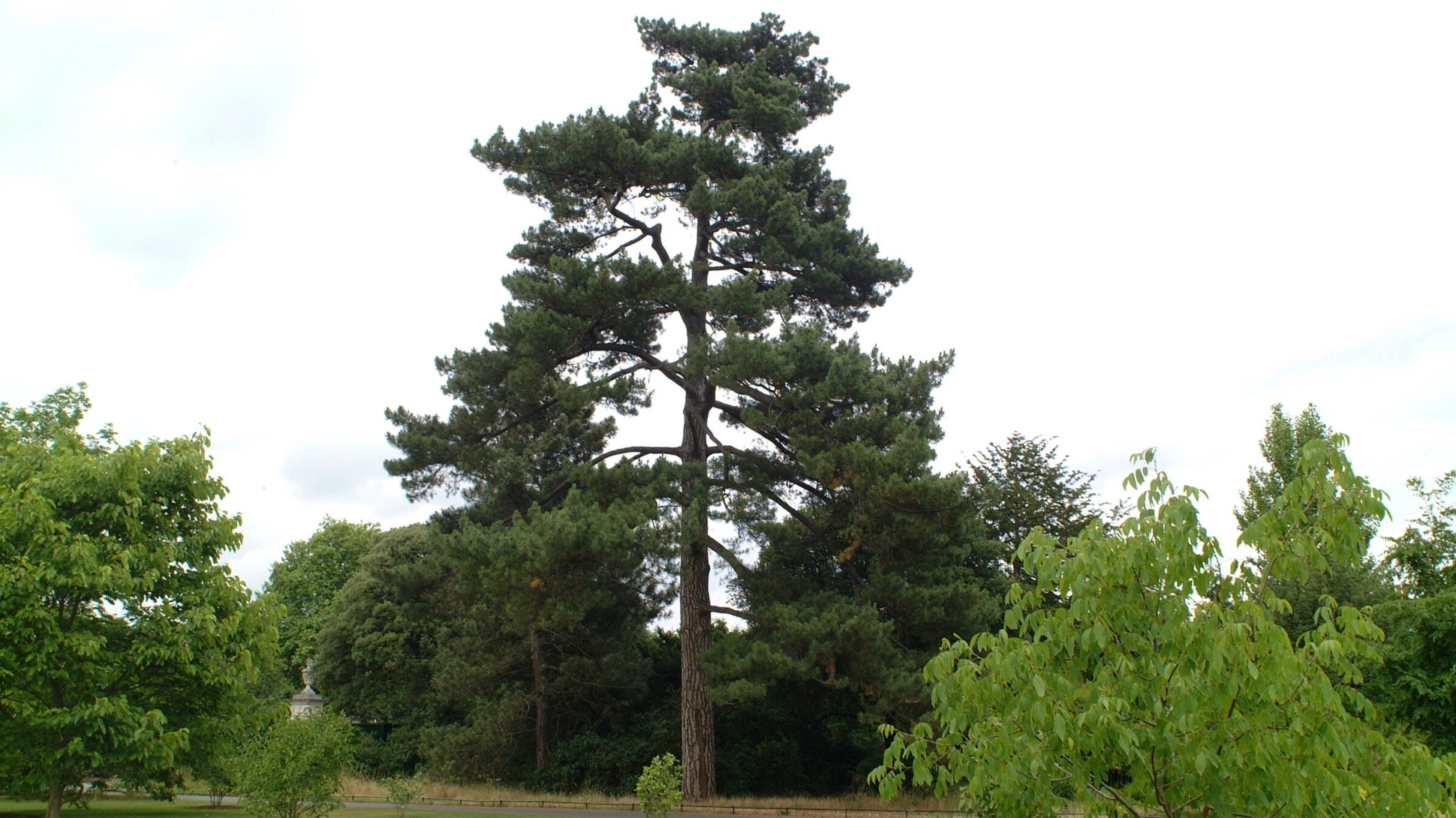 A tall pine tree in a group of trees in front of a white cloudy sky
