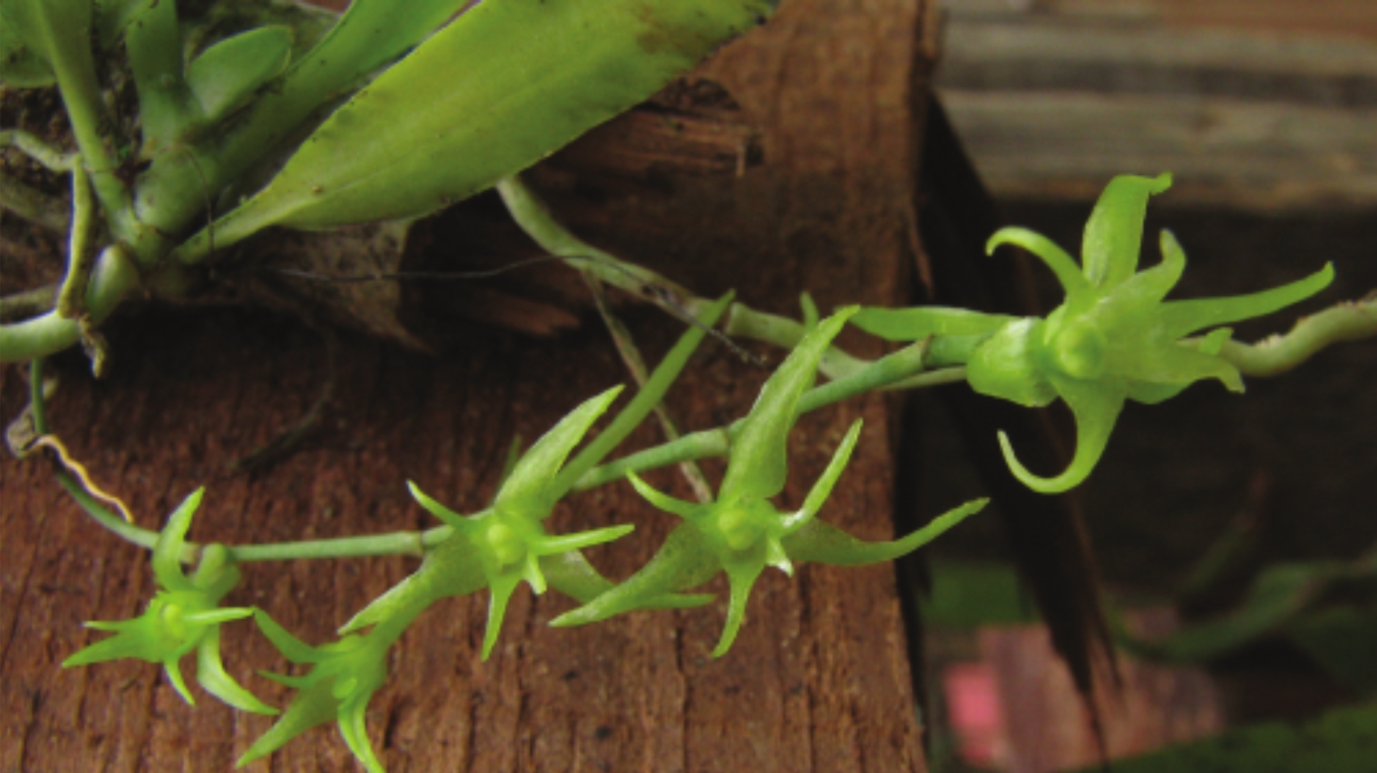 A long green tendril with stretched star-like green flowers