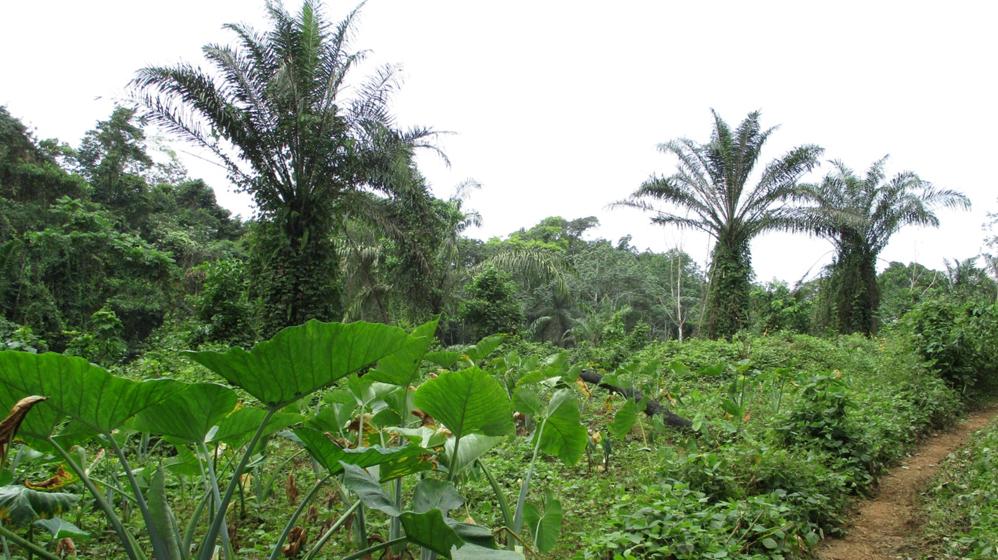 Green shrubs and three big trees in Ebo forest