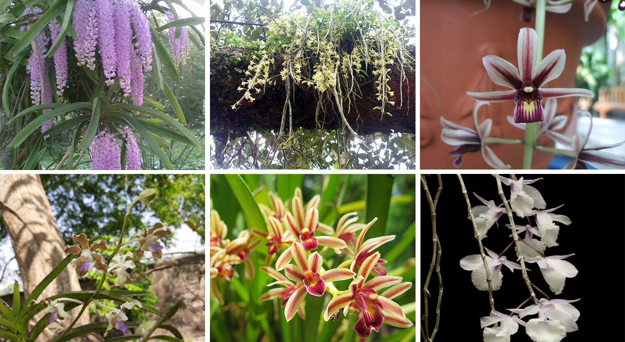 Six orchid plants are shown. They have incredible diversity in flowers. Some are monocolour, small flowers arranged in neat rows. Others are huge flowers with elaborate shapes and patterns.