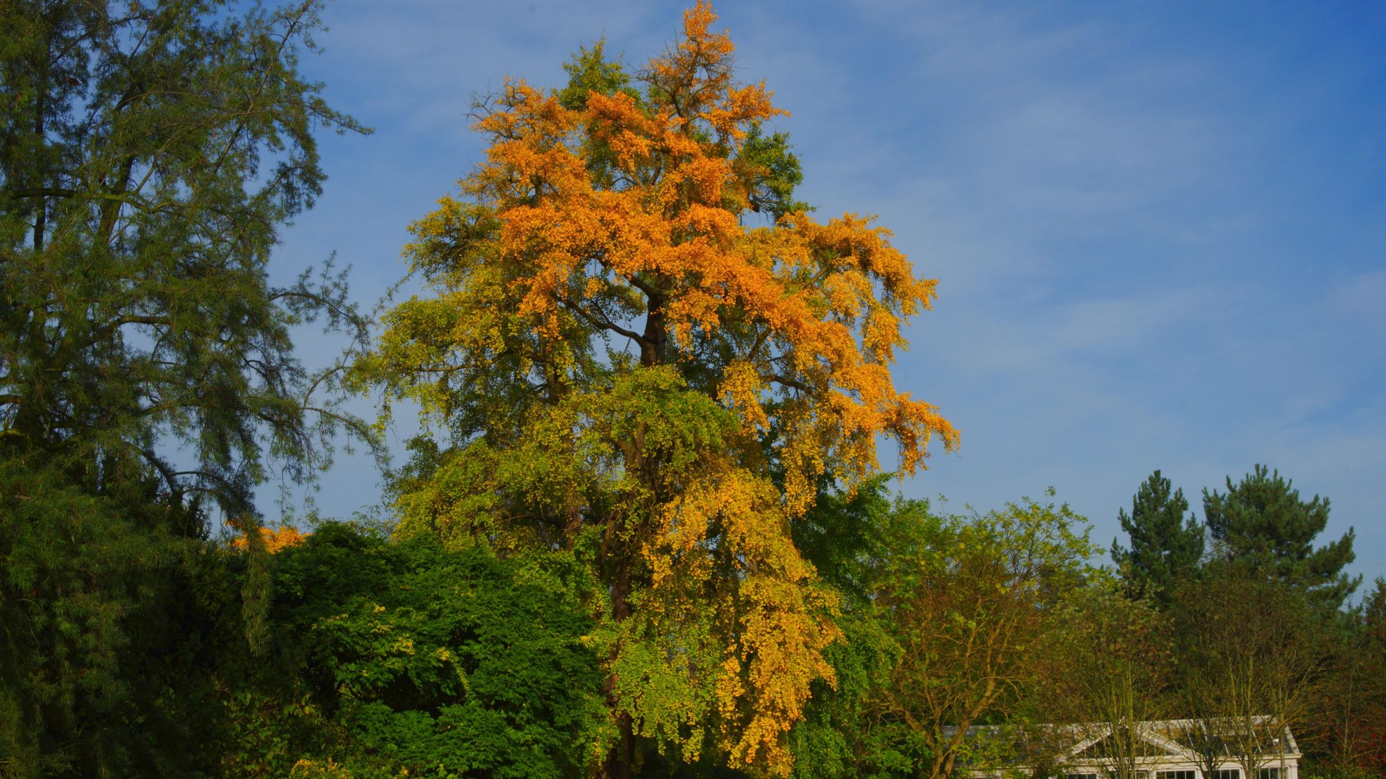 The 'Old Lion' maidenhair tree (Ginkgo biloba) at Kew with yellow and green leaves
