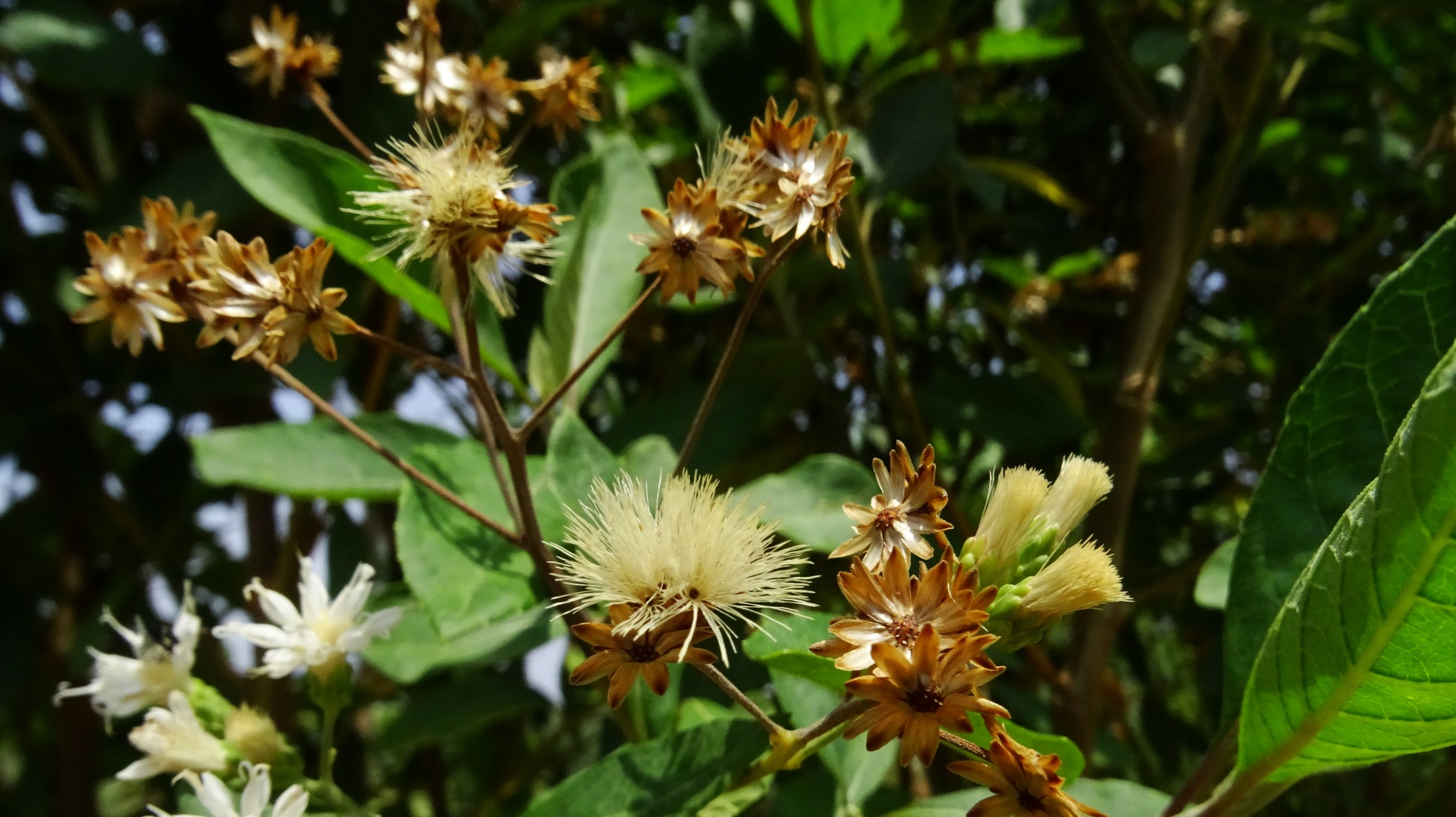 A tree with green leaves and feather golden flowers