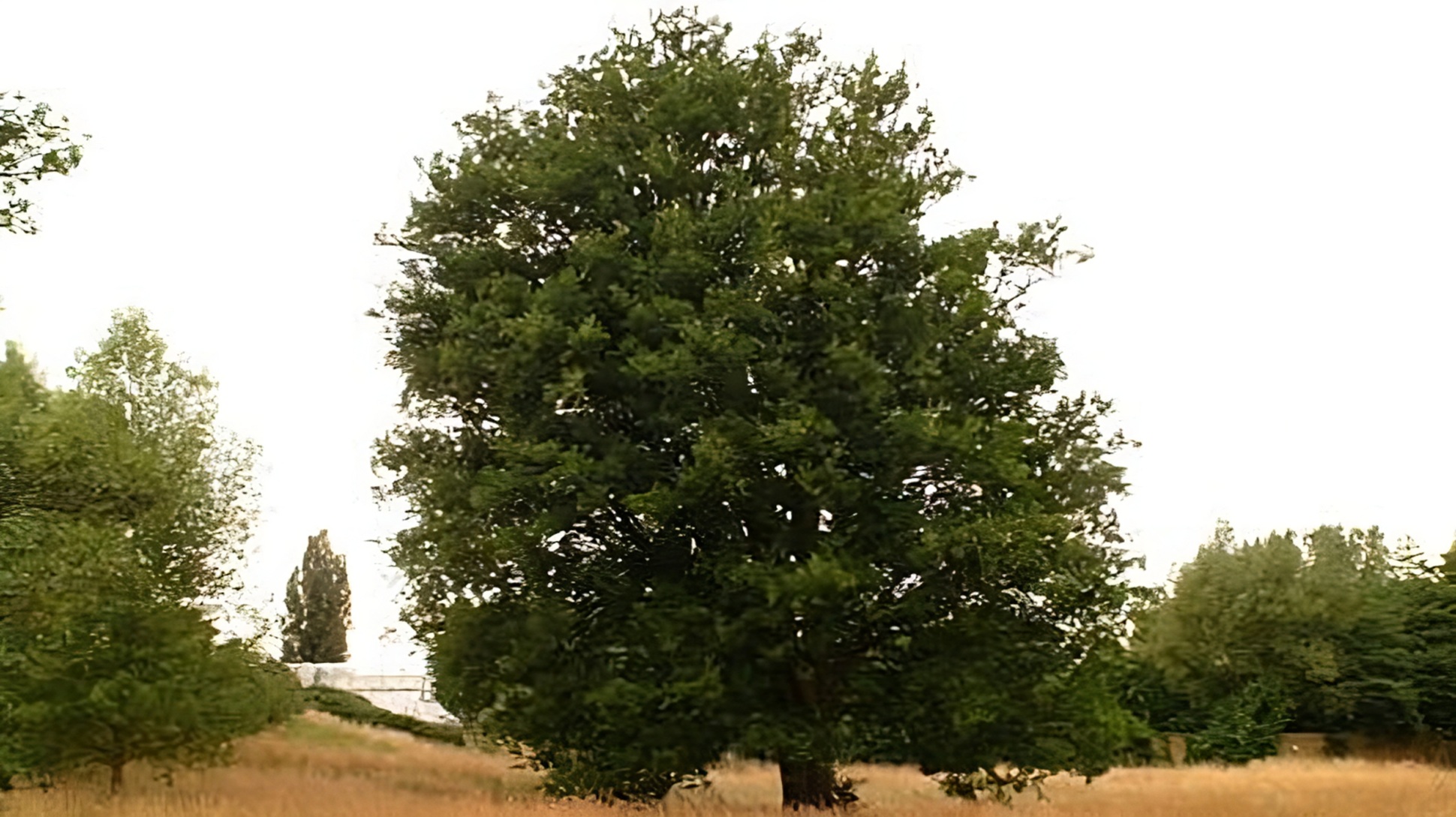 A large green tree standing in a yellow field