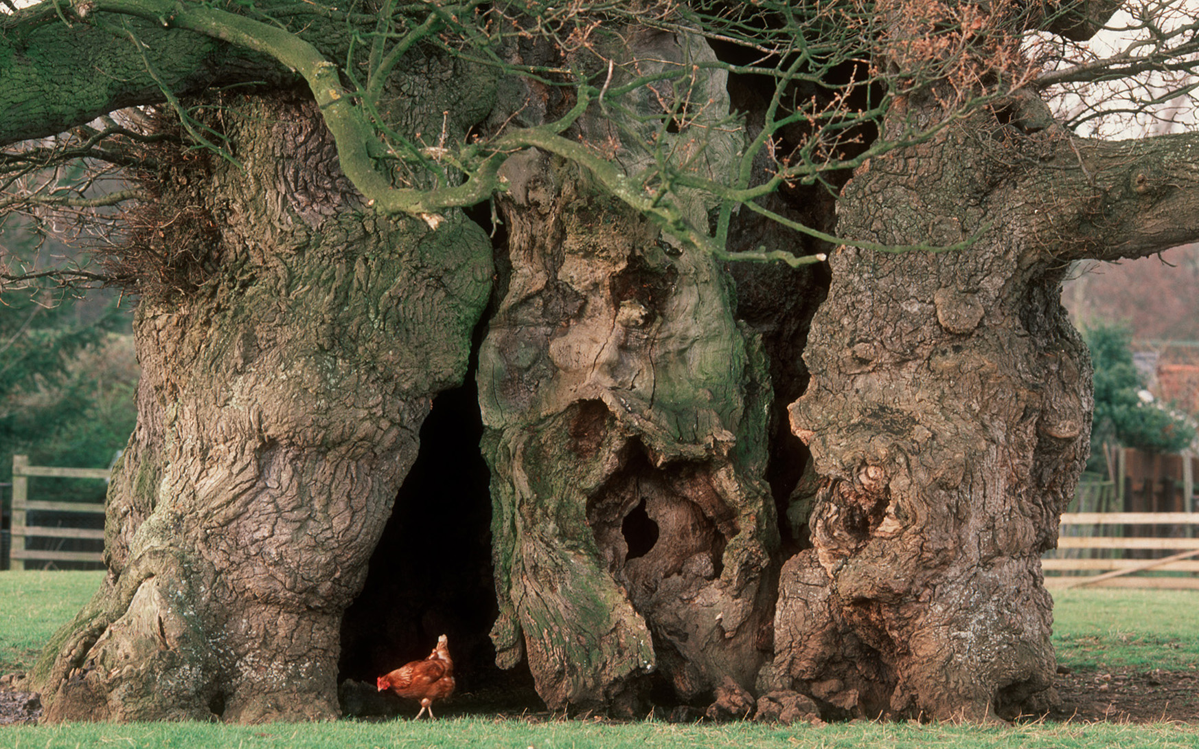 A huge tree with gnarled bark in a field with a chicken standing in front of it
