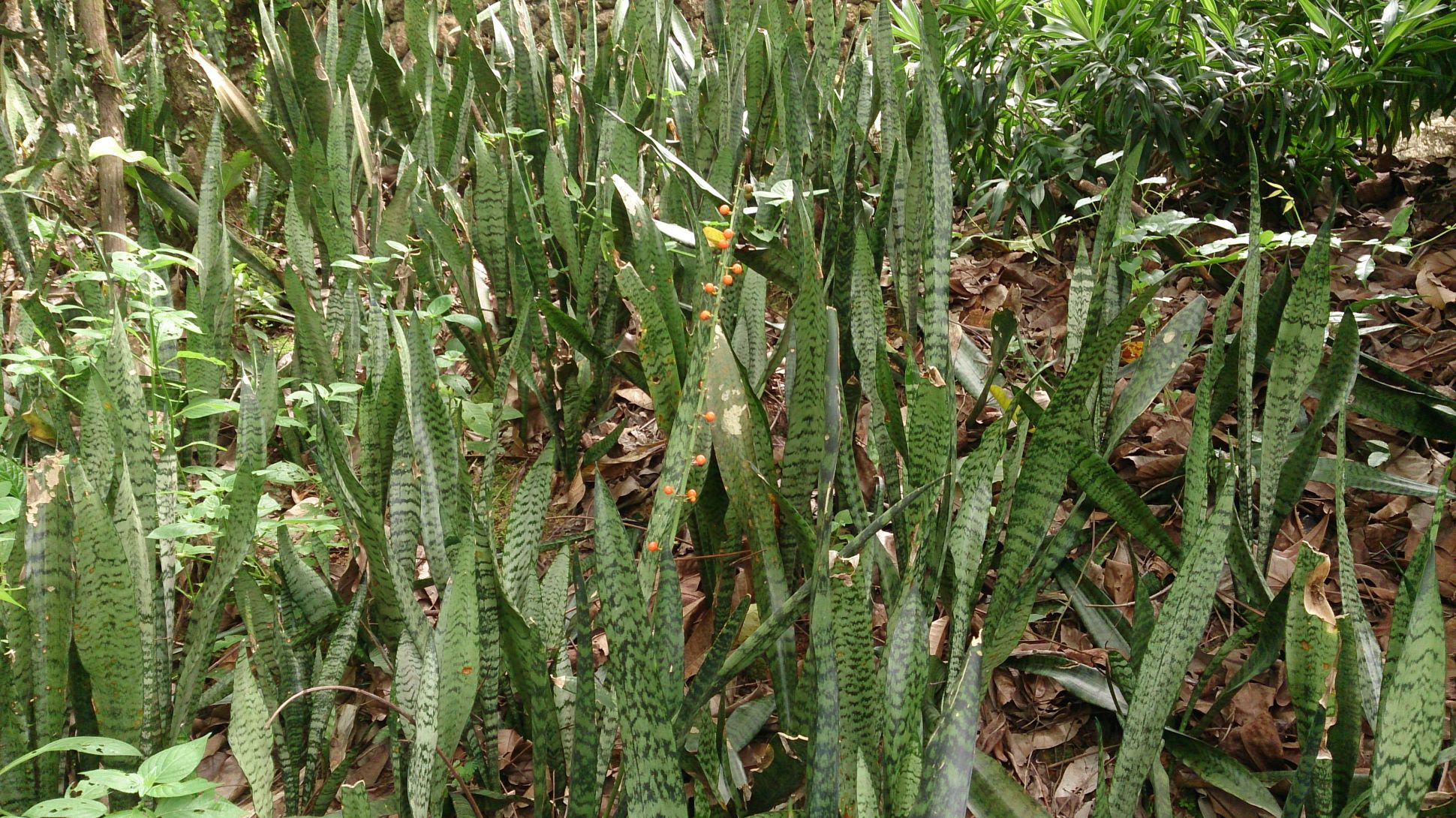 Many thin green snake plant leaves growing on a forest floor, with small orange berries