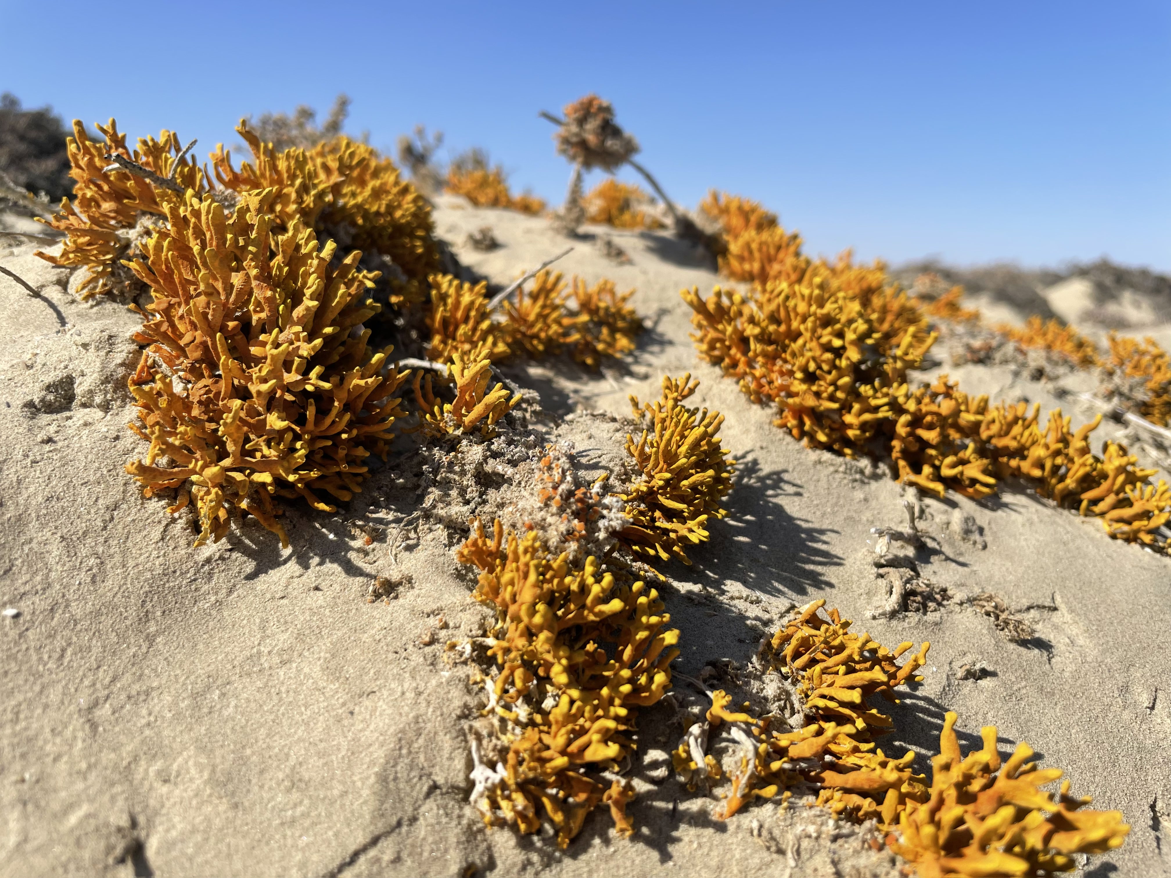 Clumps of lichen growing on a sand dune