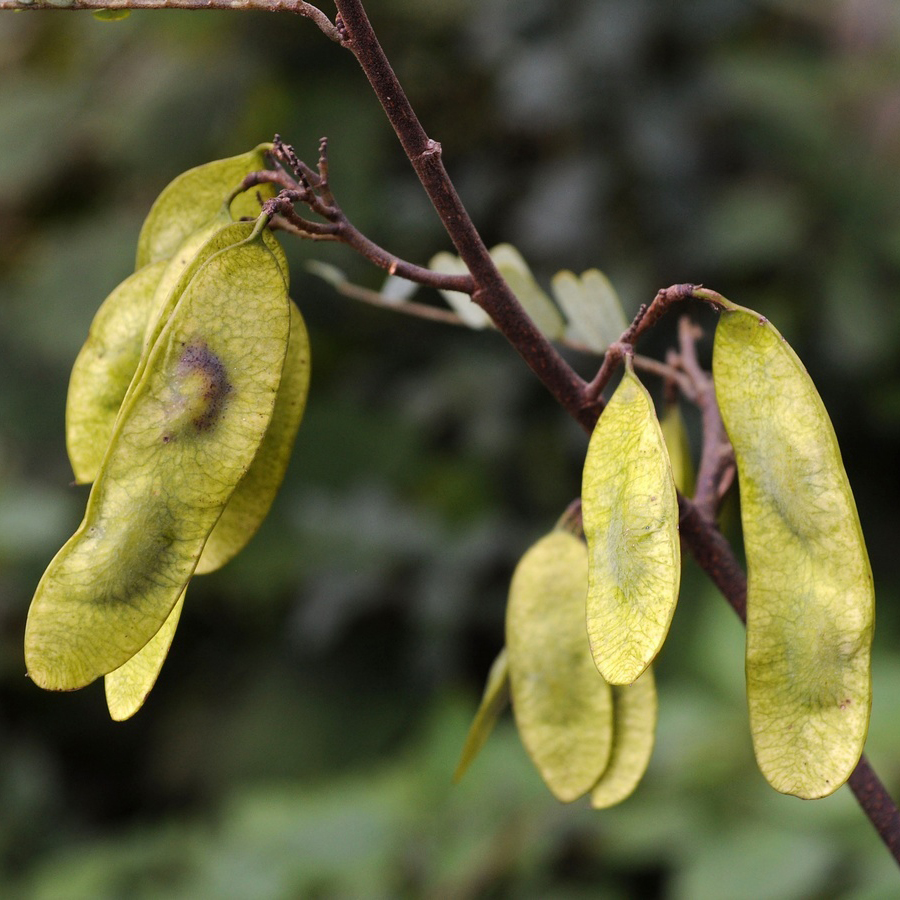From a thin woody branch hang multiple green pods, each containing one or two beans.