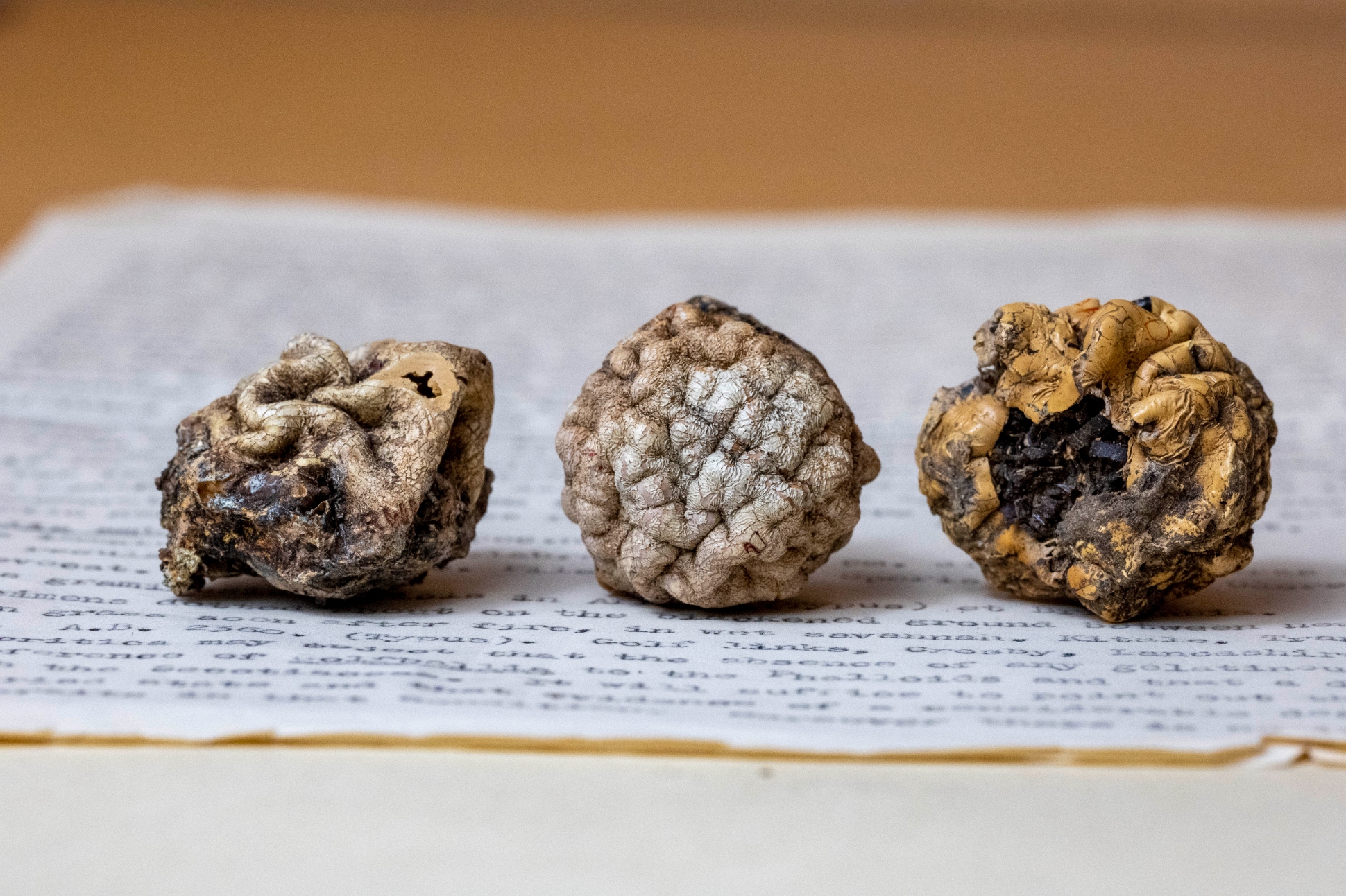All three Golfballia ambusta specimens lined up side by side