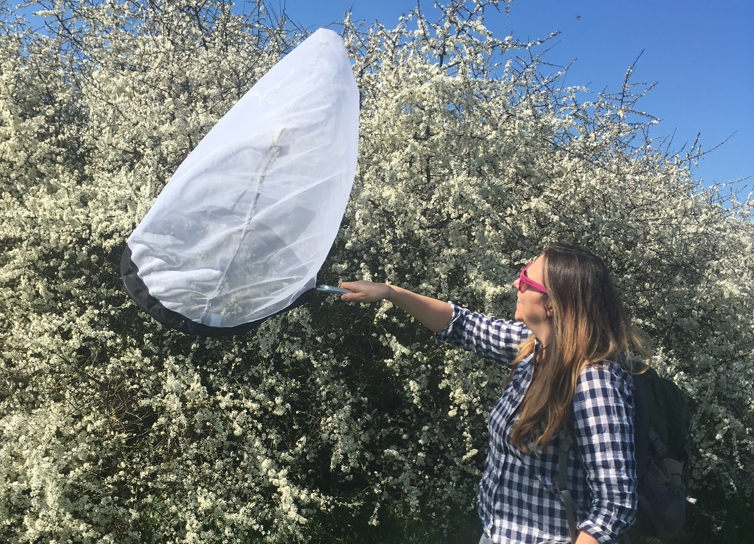 A young woman stands in front of a flowering bush, using a large net to capture insects from the flowers