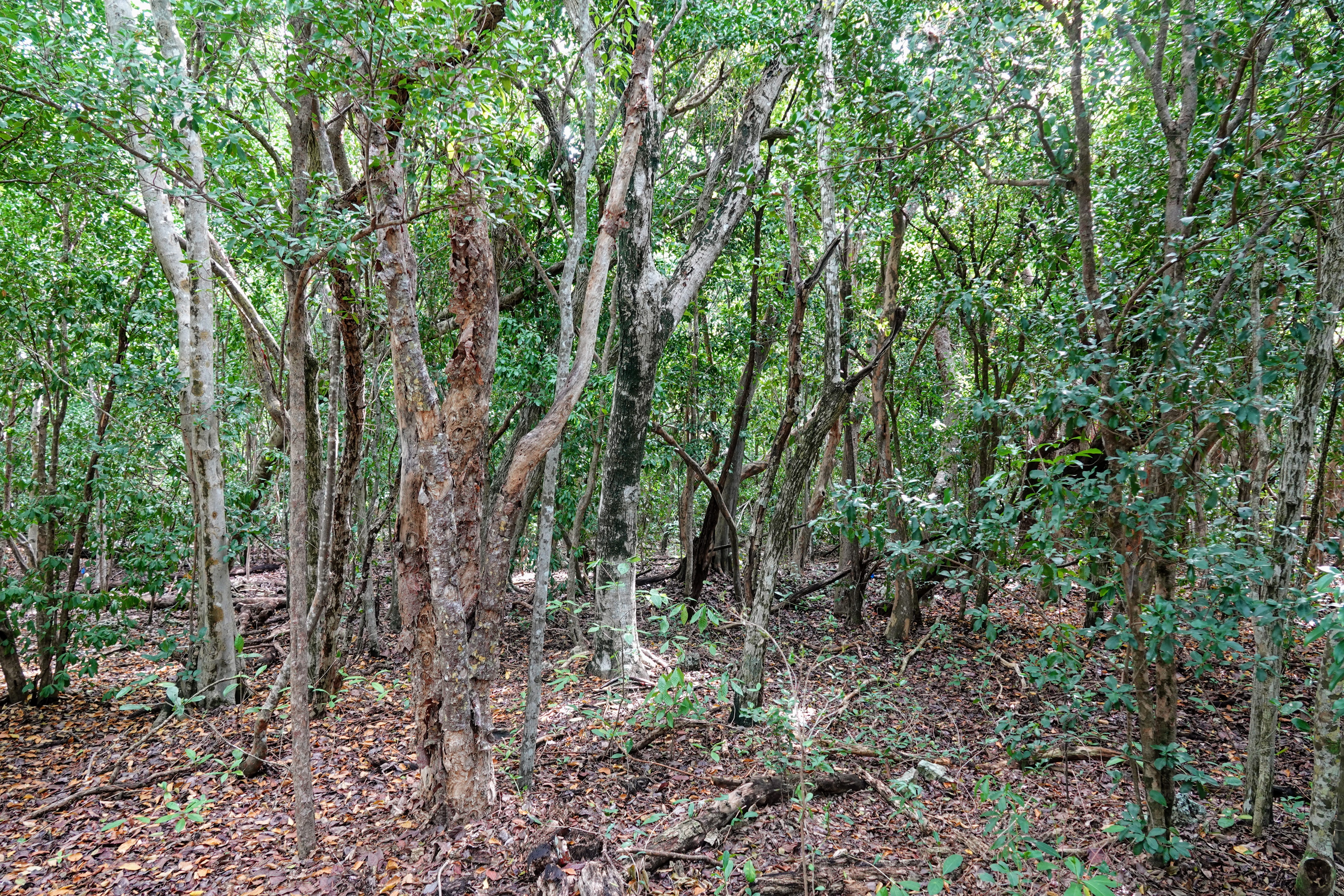 A hammock forest is full of twisting trunks and dense vegetation