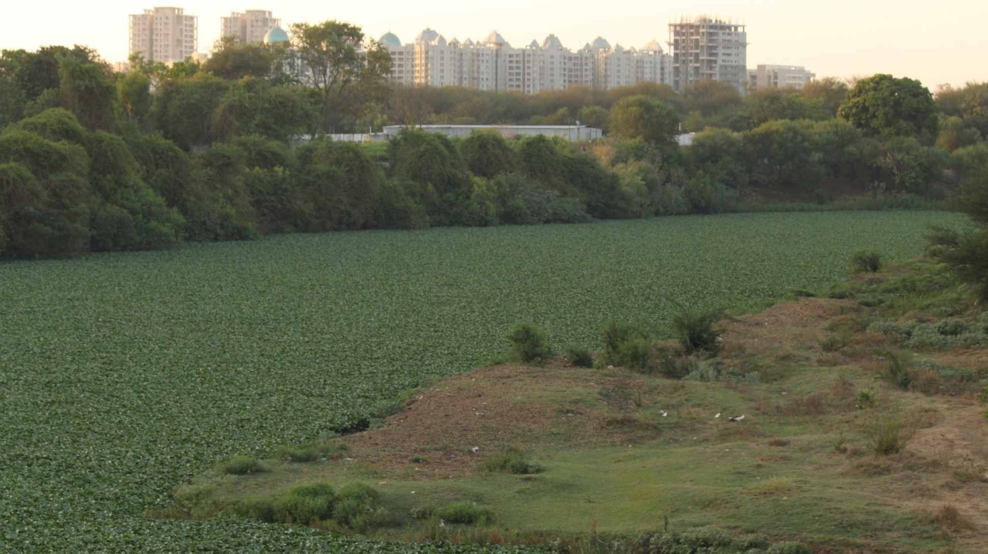 A dense mat of green water hyacinth coating Mutha River in India 