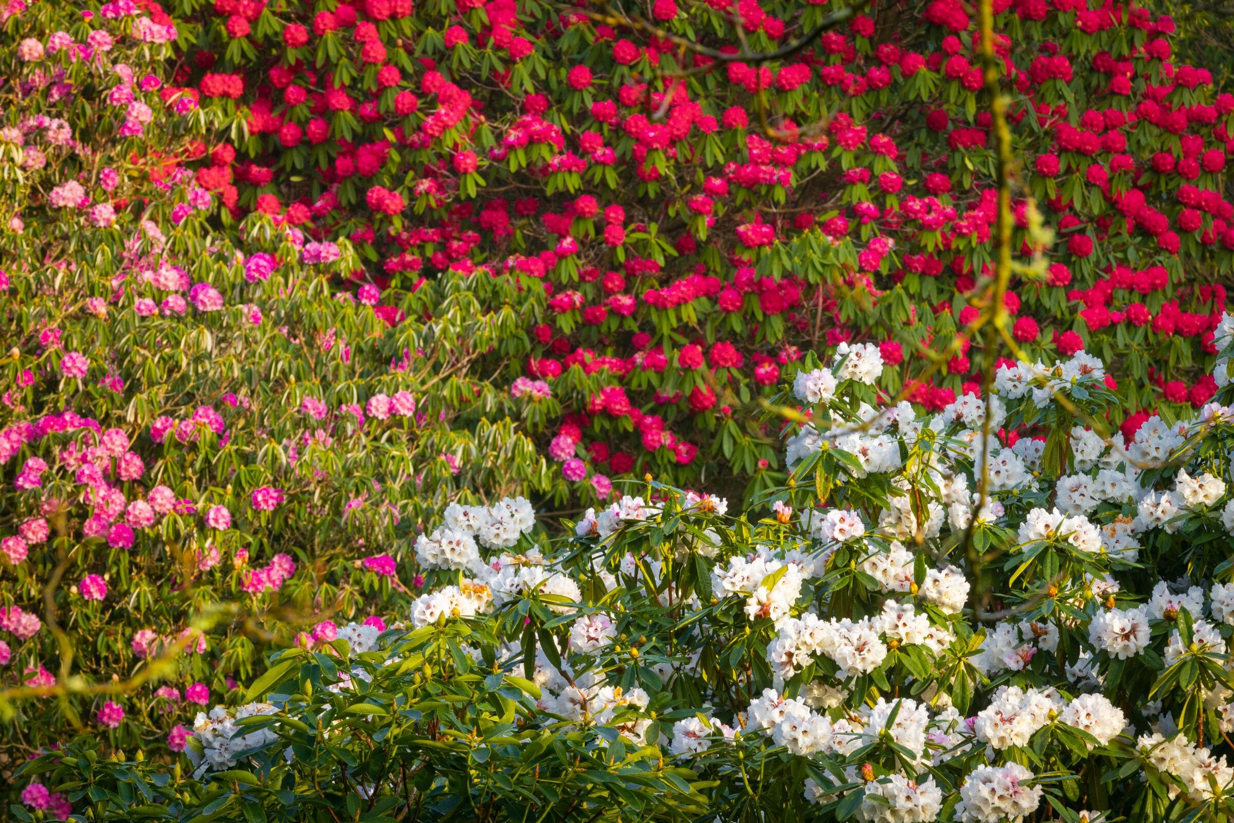 A variety of rhododendron shrubs in white, pink and red