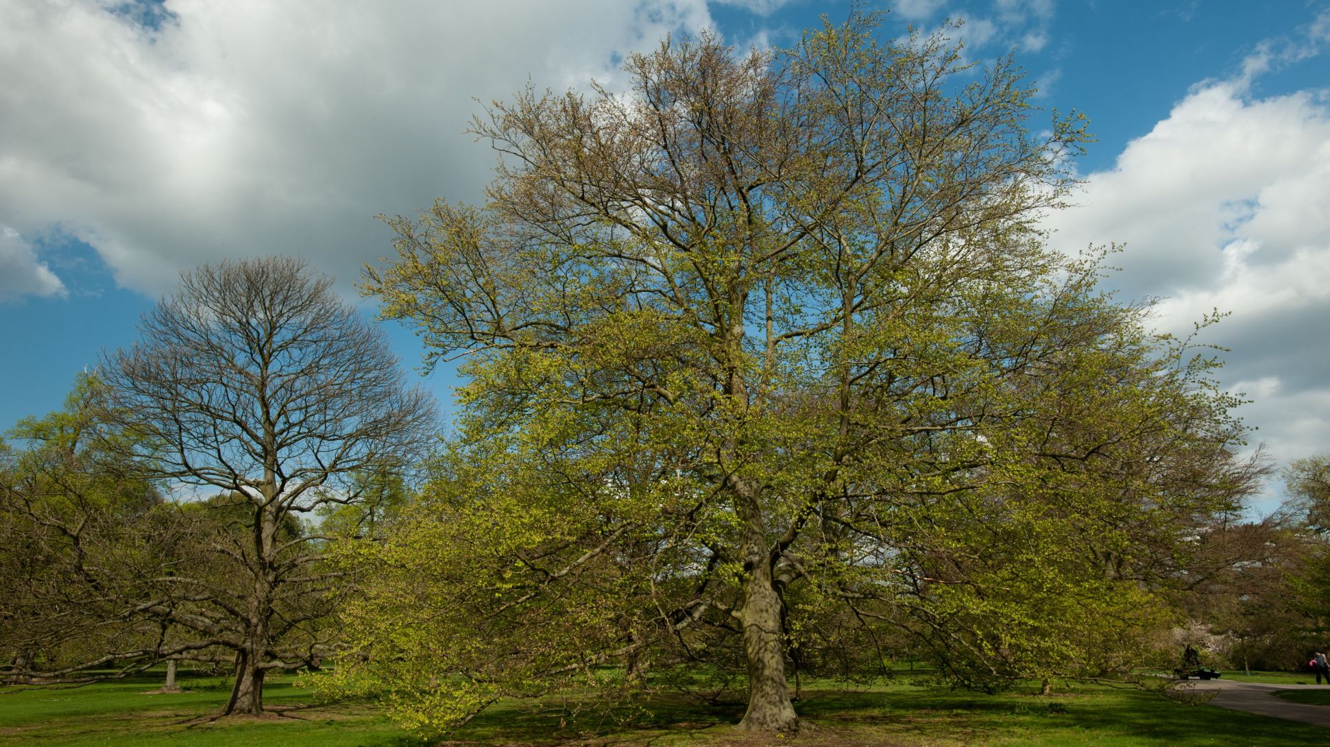 A large leafy beech tree standing in a garden