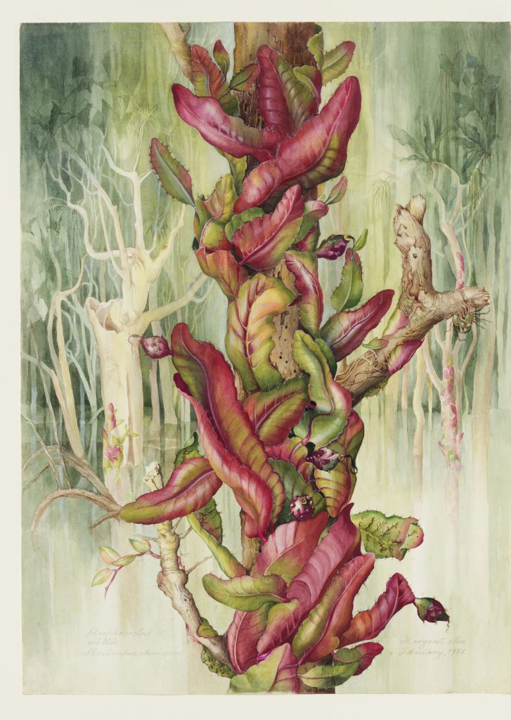 An illustration of a red and green leaved plant clinging to a tree