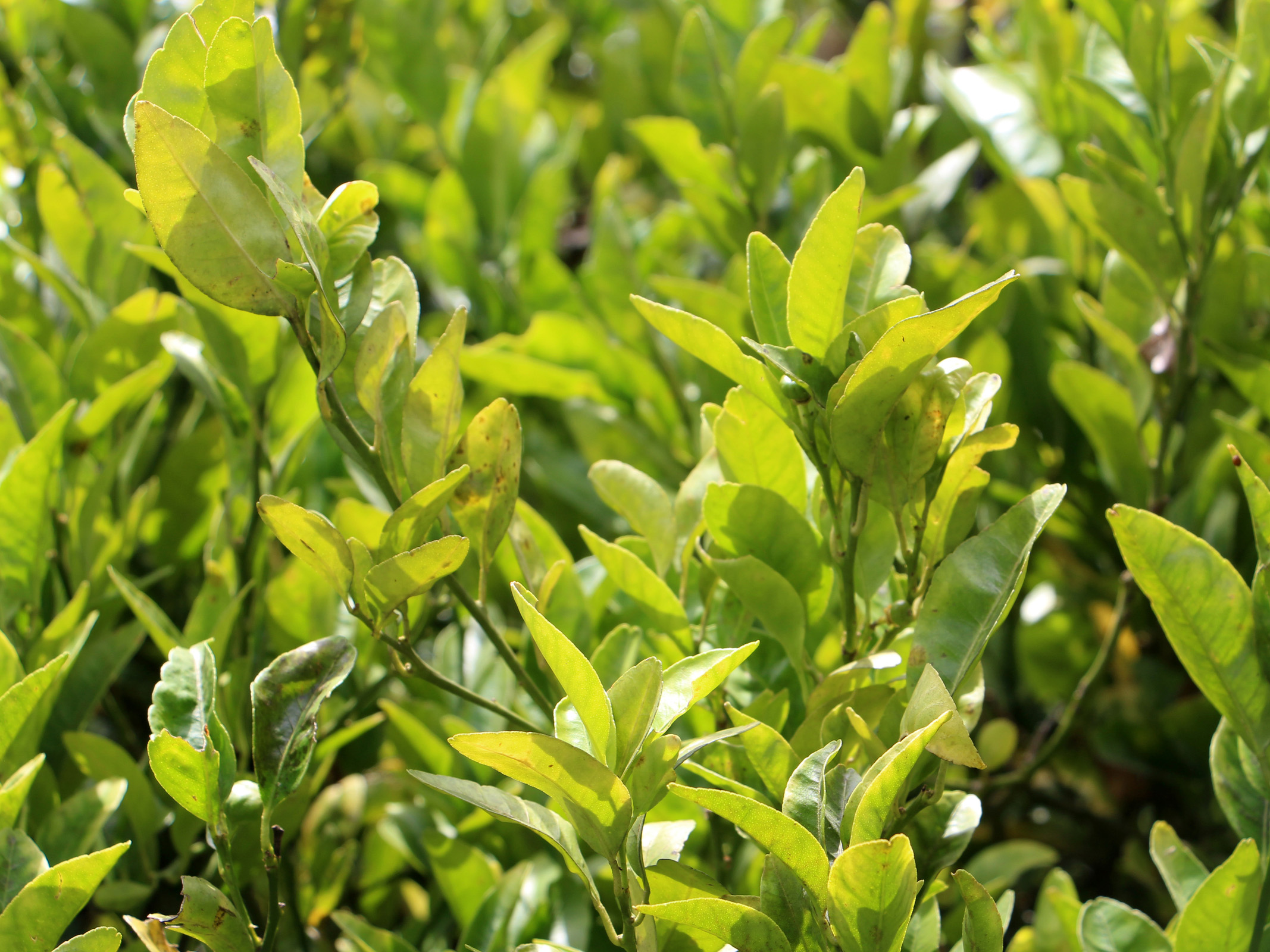 a leafy mix of citrus plants forms a sea of green.