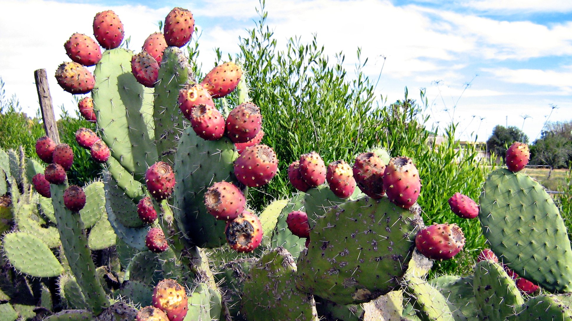 Pale red fruits grow on rounded light green cactus paddles