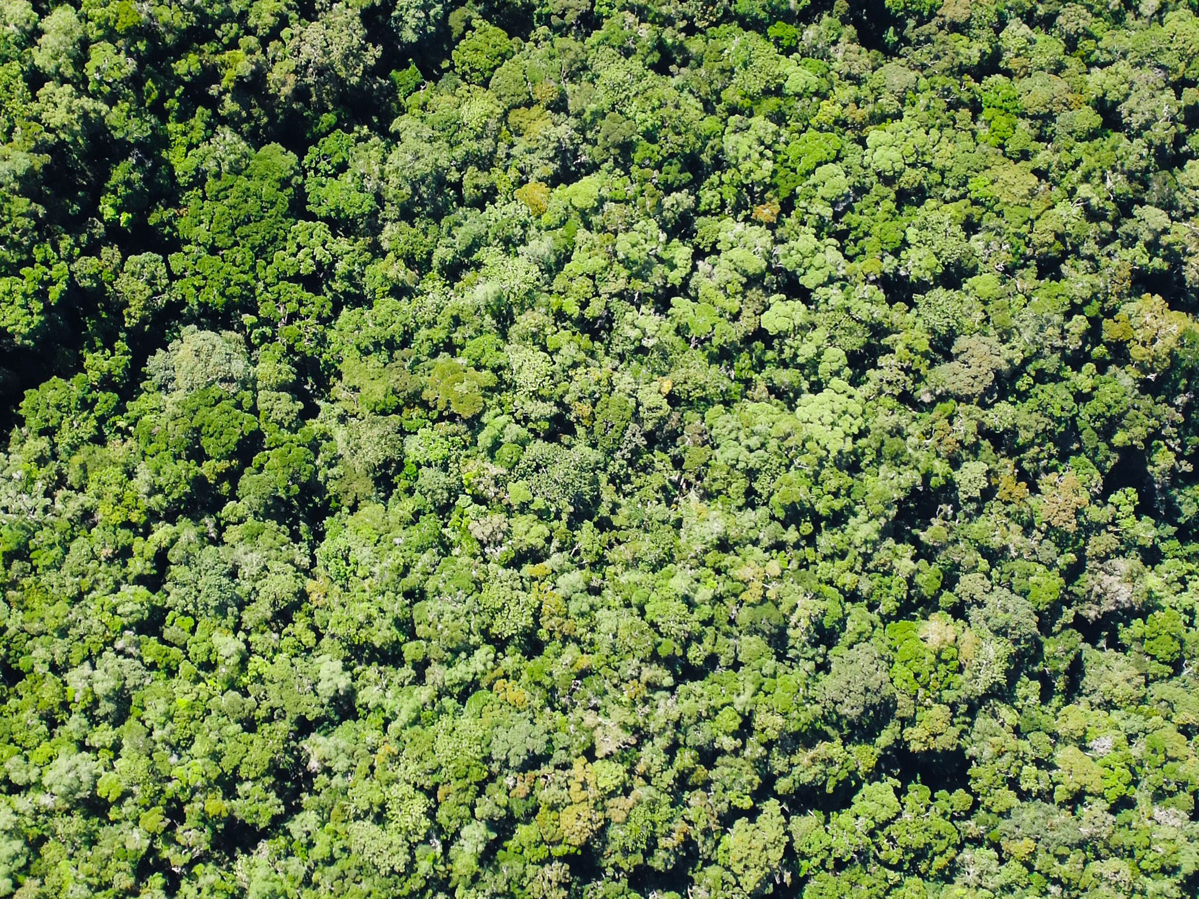 Seen from far above, treetops are so densely packed that no ground is visible