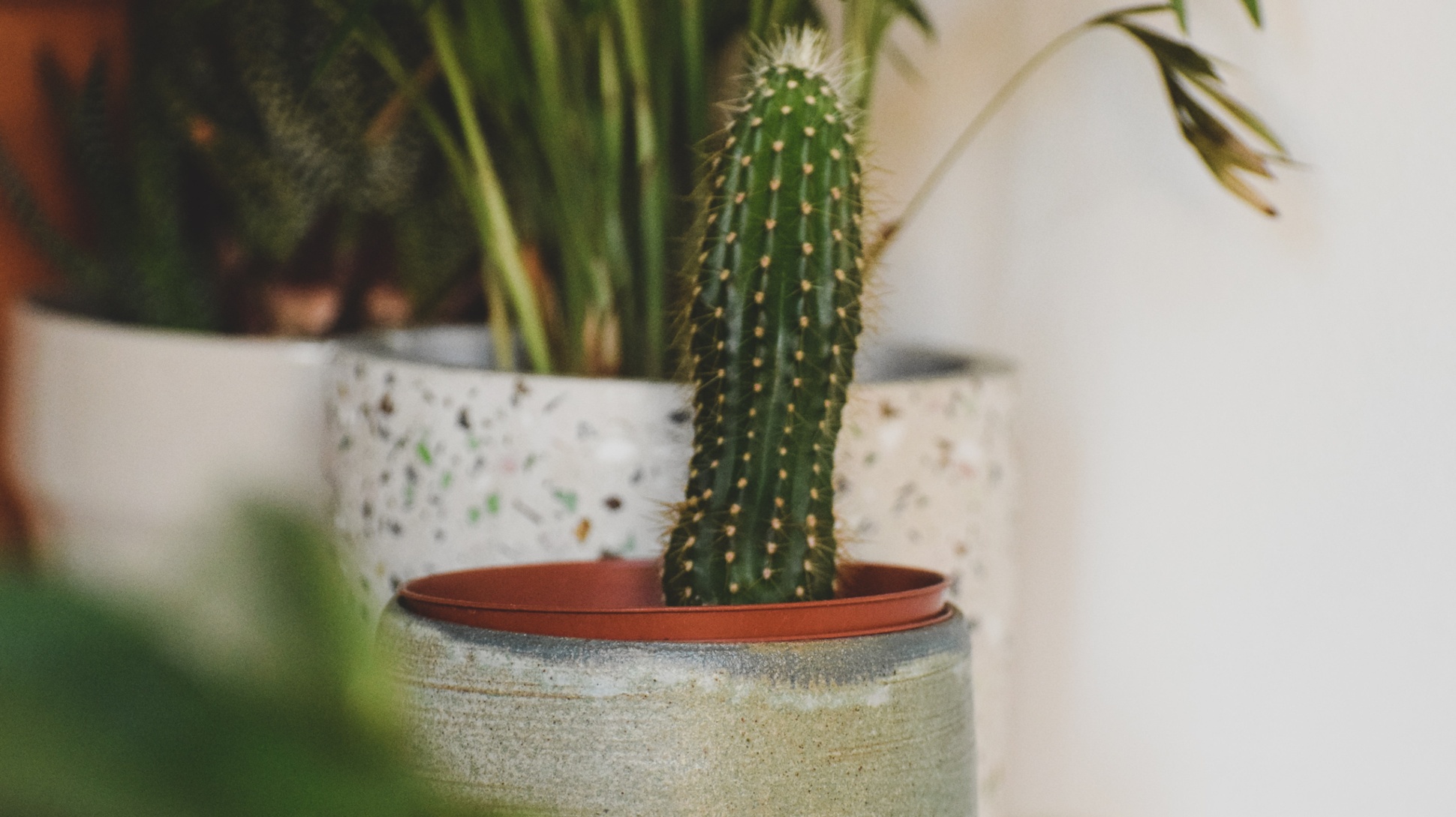 A small cacti growing in a grey pot