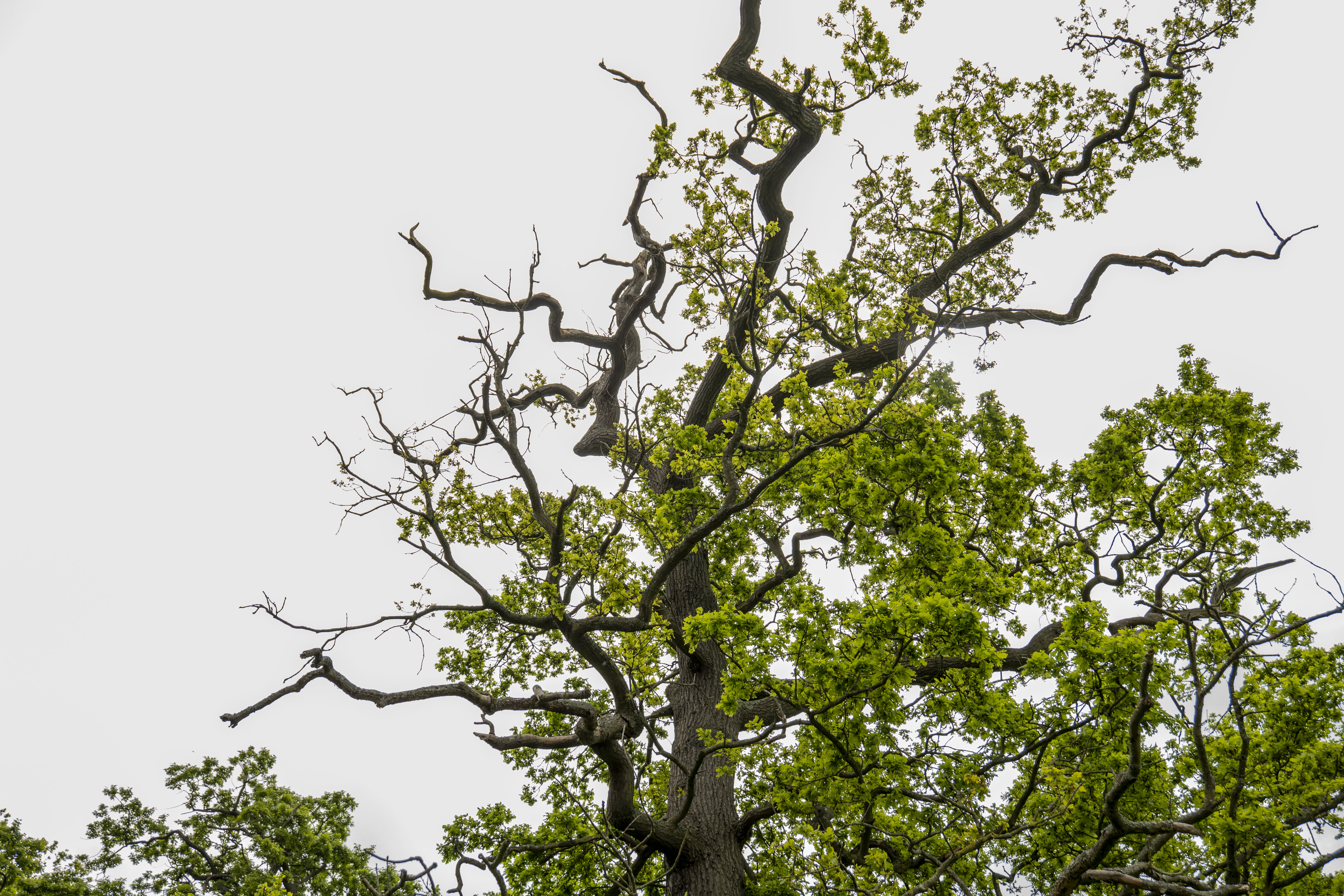 An oak tree has been defoliated along half of it's canopy by disease