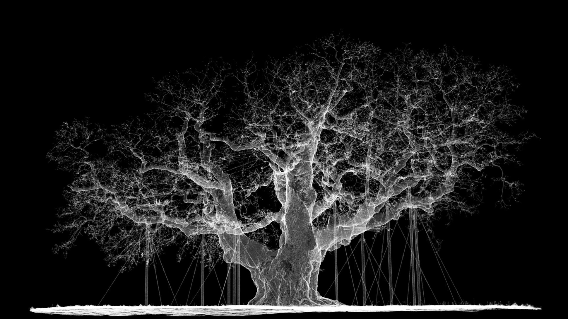 A large tree rendered in white against a black background