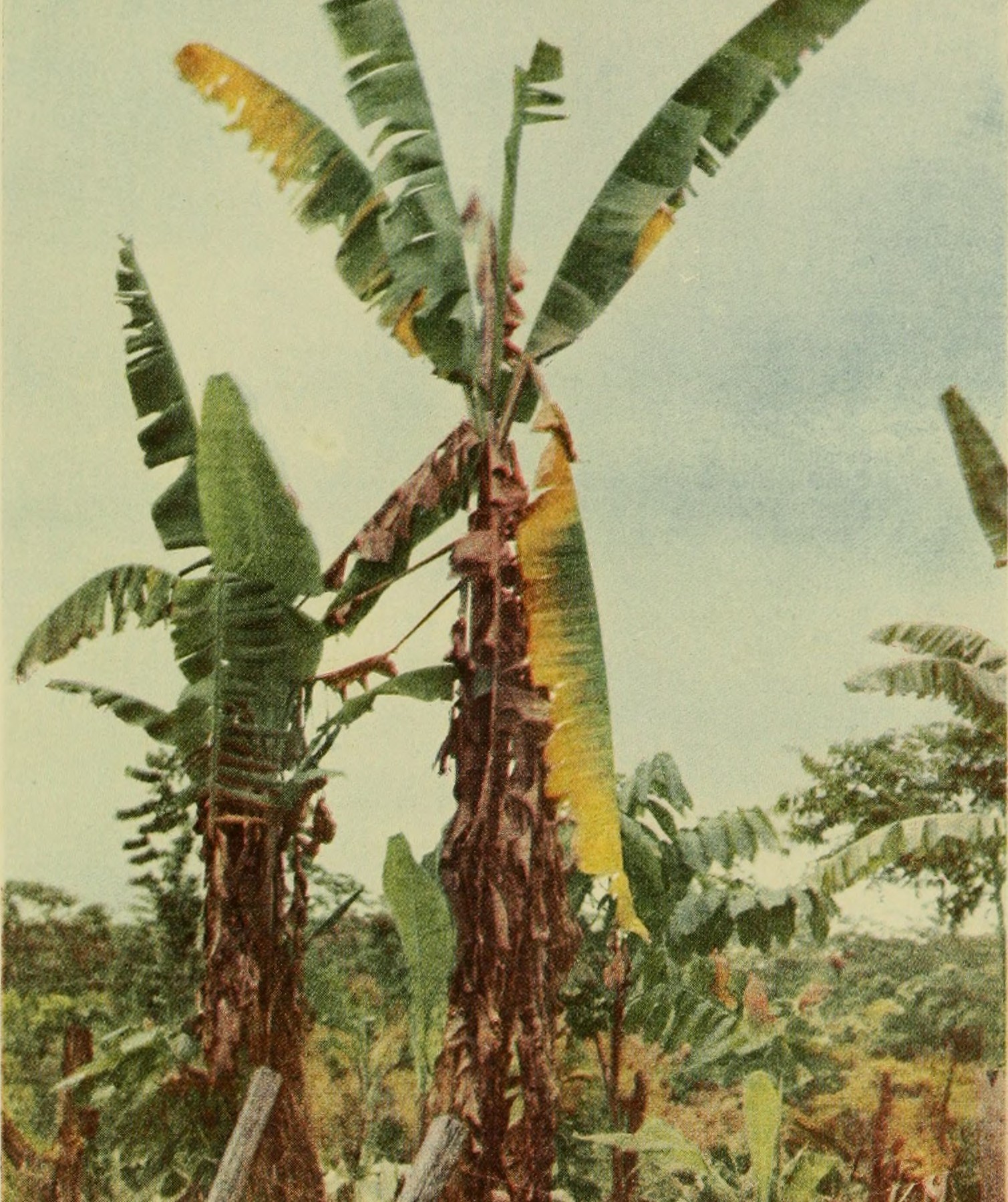 A banana plants leaves are nearly entirely blackened and wilted by disease