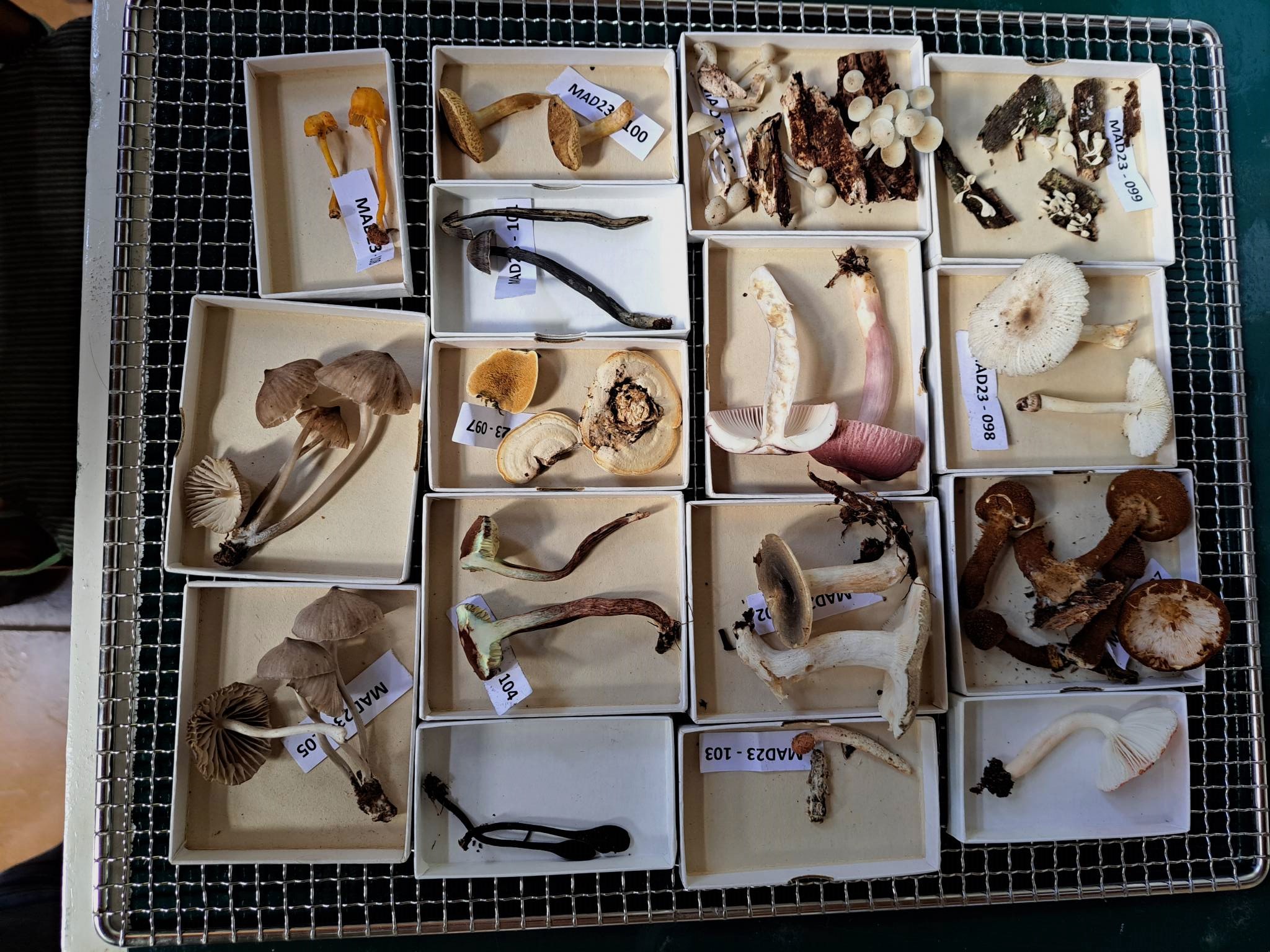A set of trays contain fungi of all shapes, colours and sizes