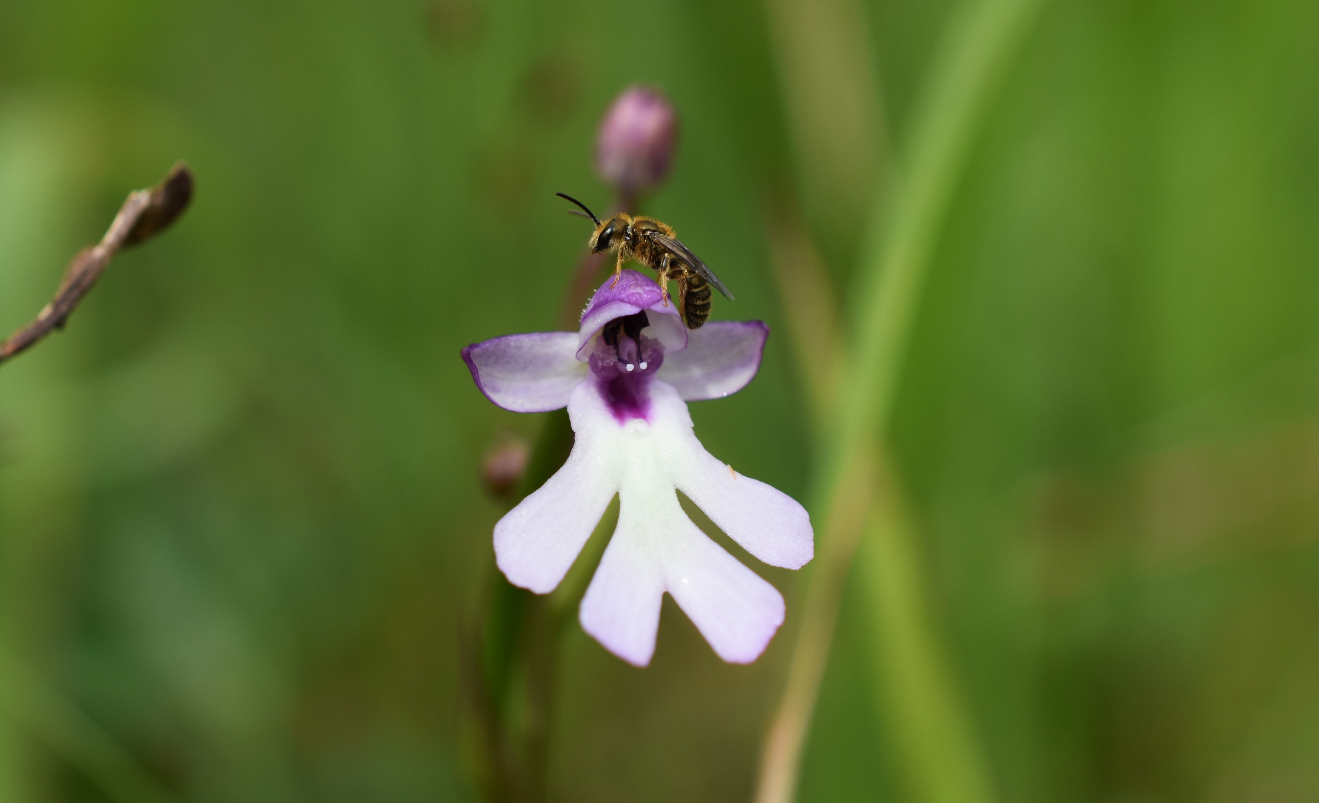 A small orchid with splayed petals is sat upon by a tiny insect