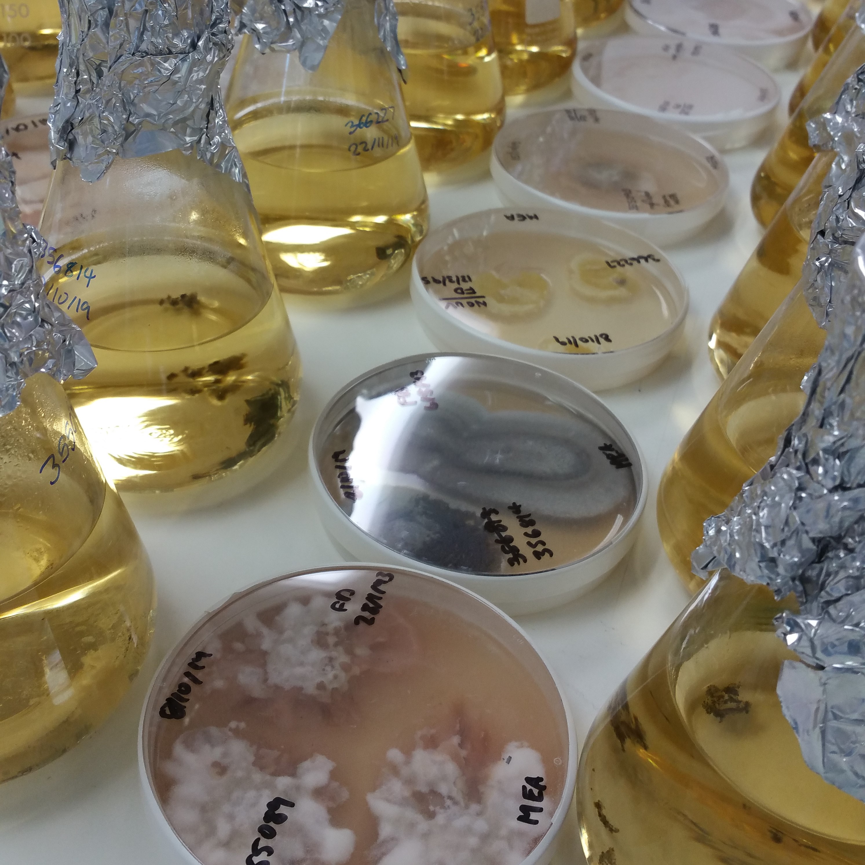 Fungi growing on agar are about to be transferred to conical flasks filled with growth medium