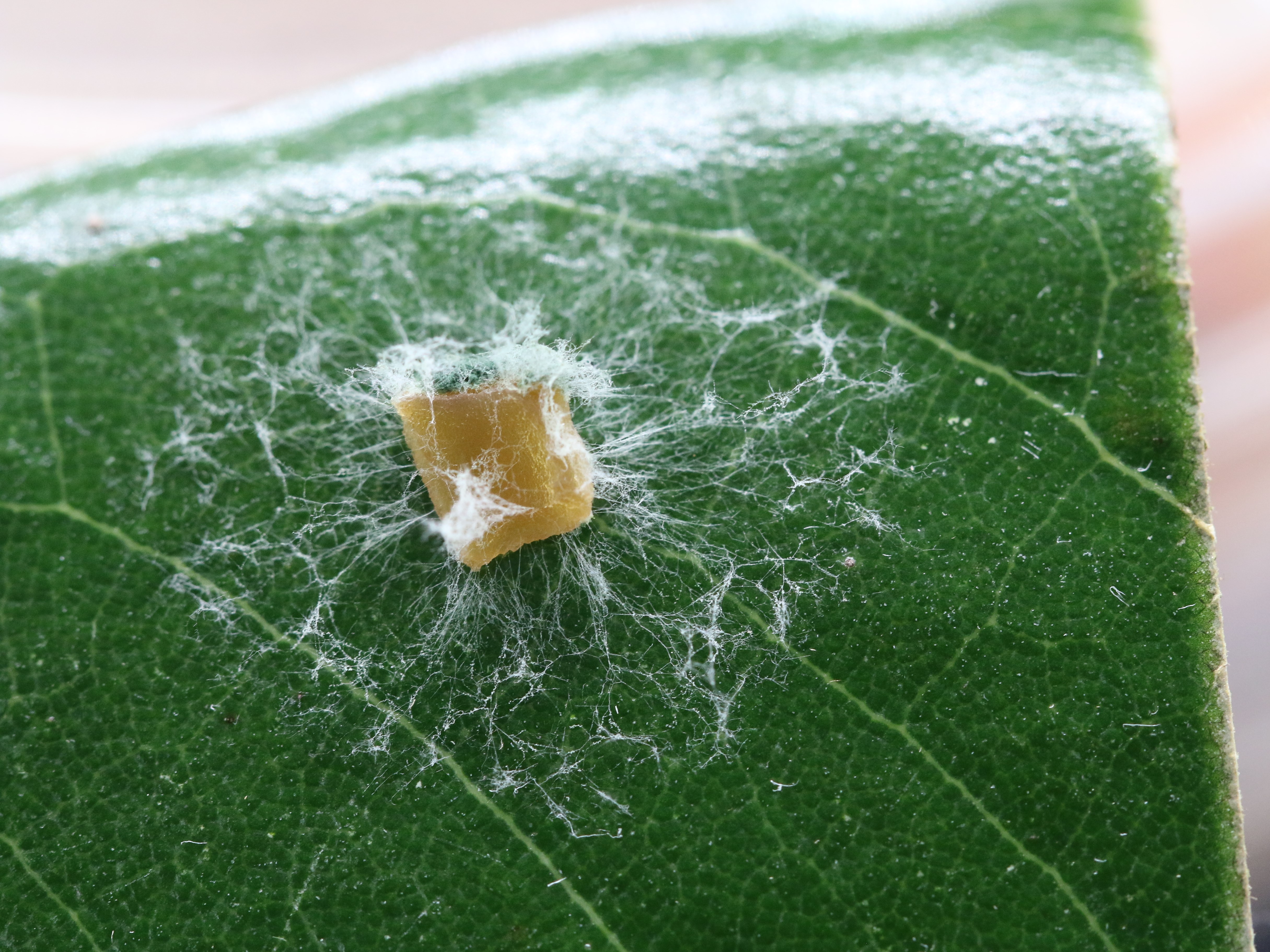 A fungus growing on a leaf appears at a lattice of filaments connected to a central square structure