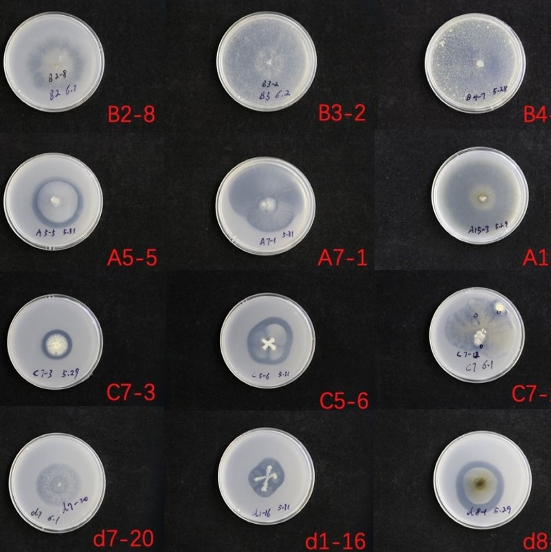 Plastic digesting fungi in petri dish 2