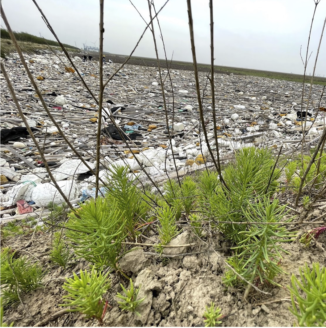 Behind plants and sand is a huge area of plastic litter.