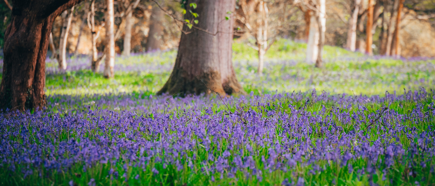 A ground-level image of bluebells, with trees in the distance