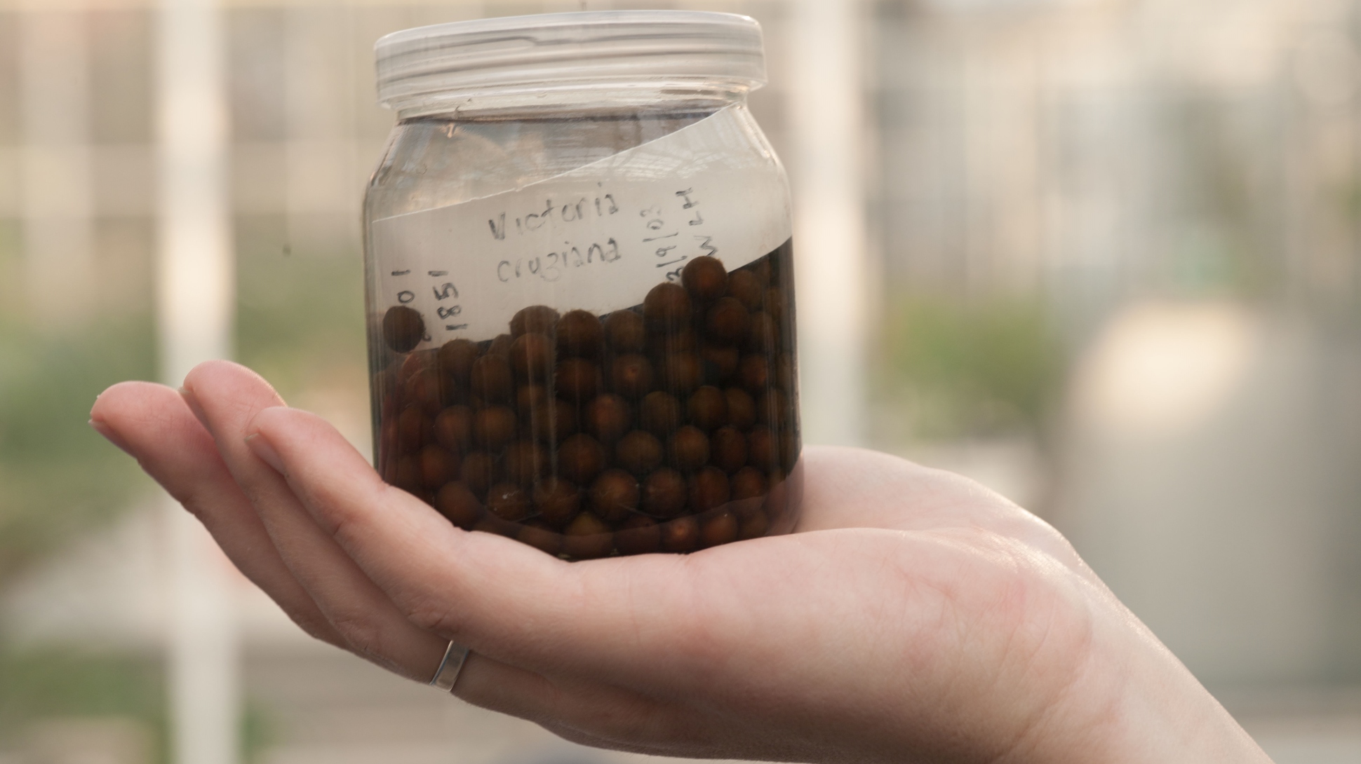 Large brown spherical Victoria cruziana seeds in a jar of liquid being held by a white hand