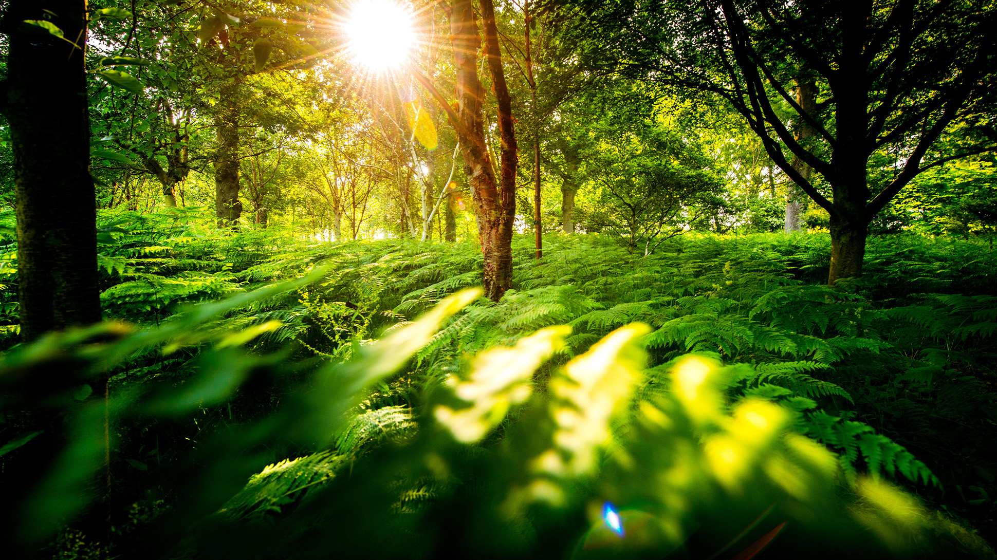 The sun shines on a forest floor covered with ferns. 