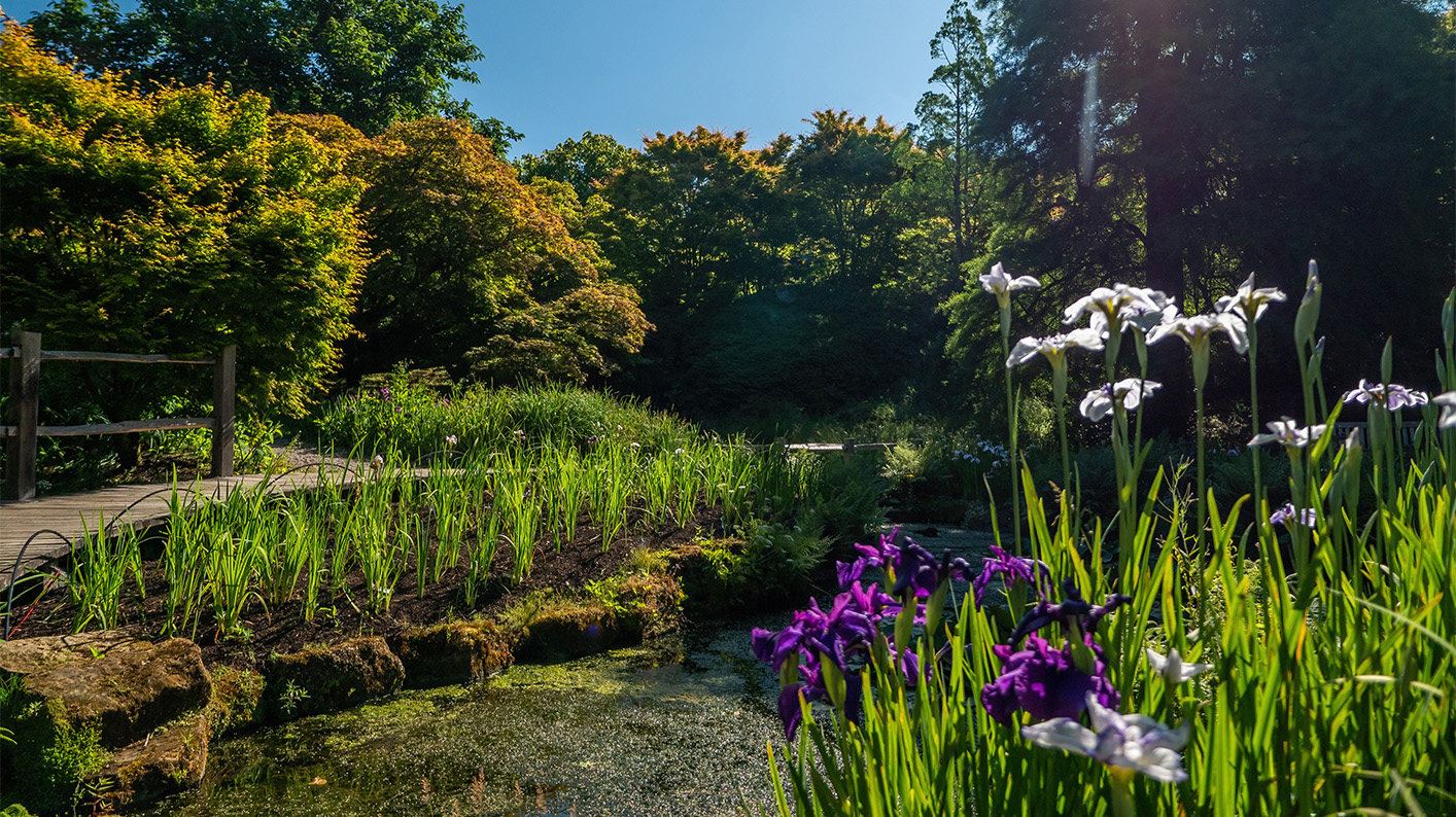 Irises in the foreground, and in the background a boardwalk over a pond. 