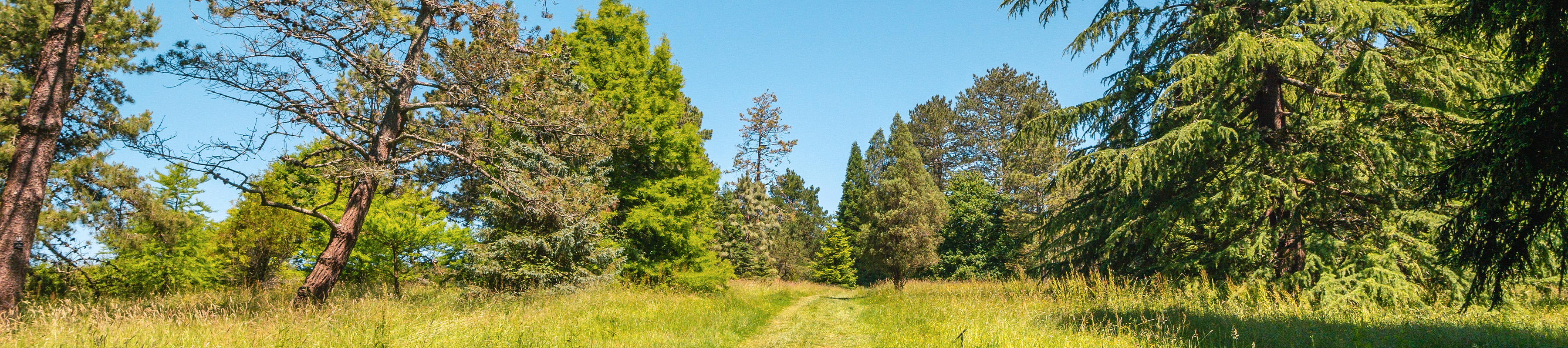 A grassy path through pine trees