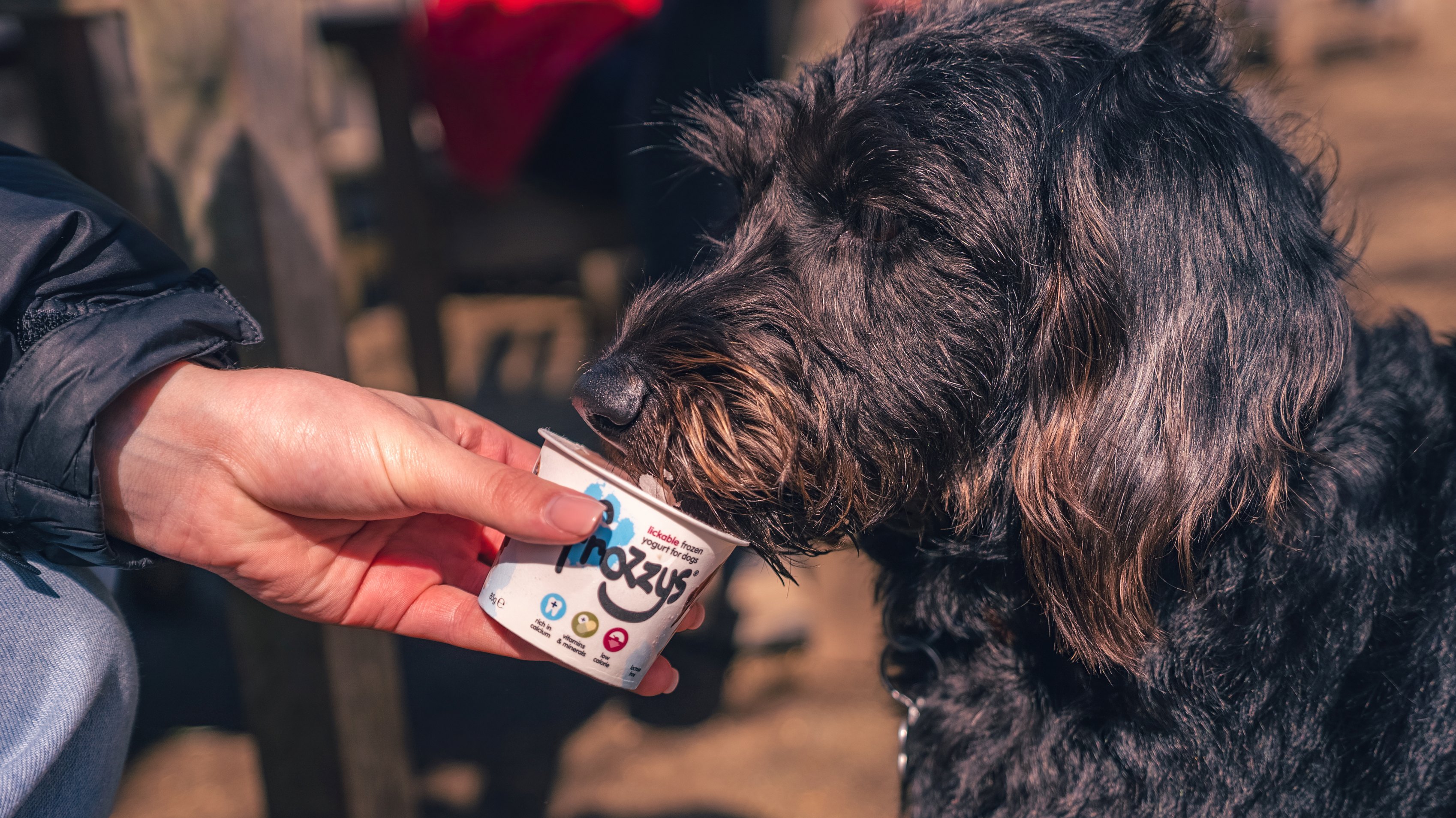 Close up of a medium-haired dog eating frozen yoghurt for dogs out of a cup