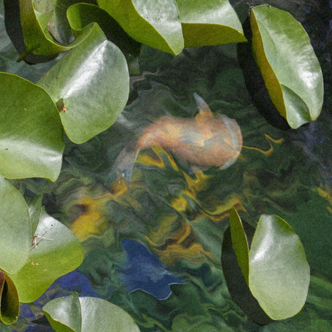 An edited image showing a fish underwater, and lilypads over the water