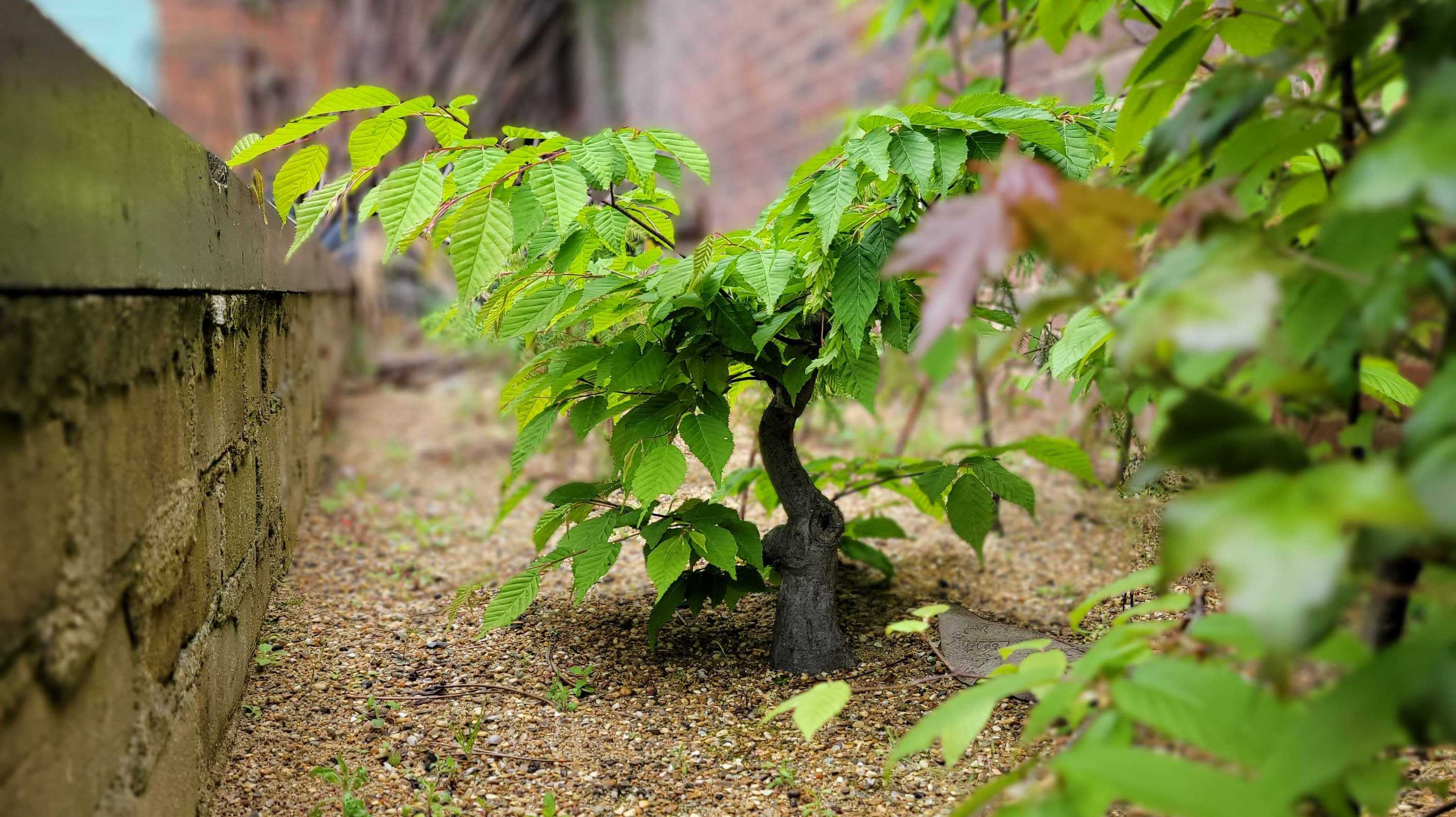 A bonsai tree shot from a low angle, planted in a gravelly garden bed surrounded by other plans with brick walls in the background 